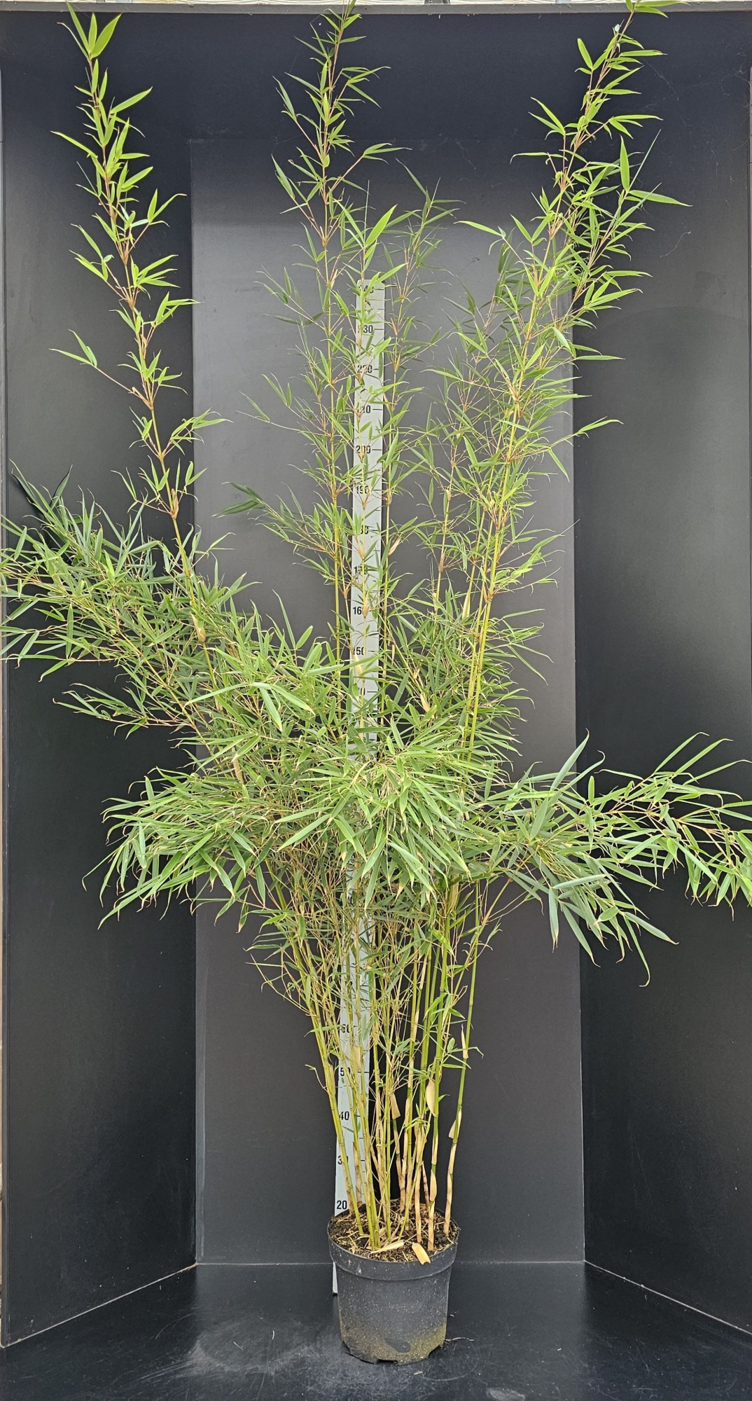 Fargesia robusta 'Campbell', D 29