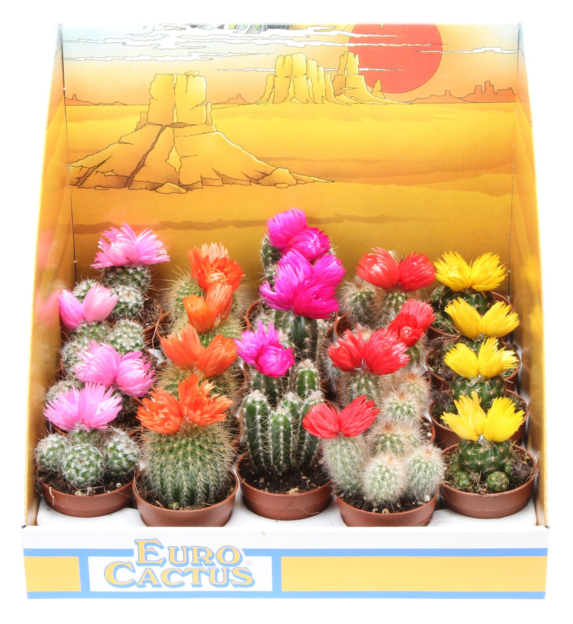 Strobloem in showdoos, D 5,5