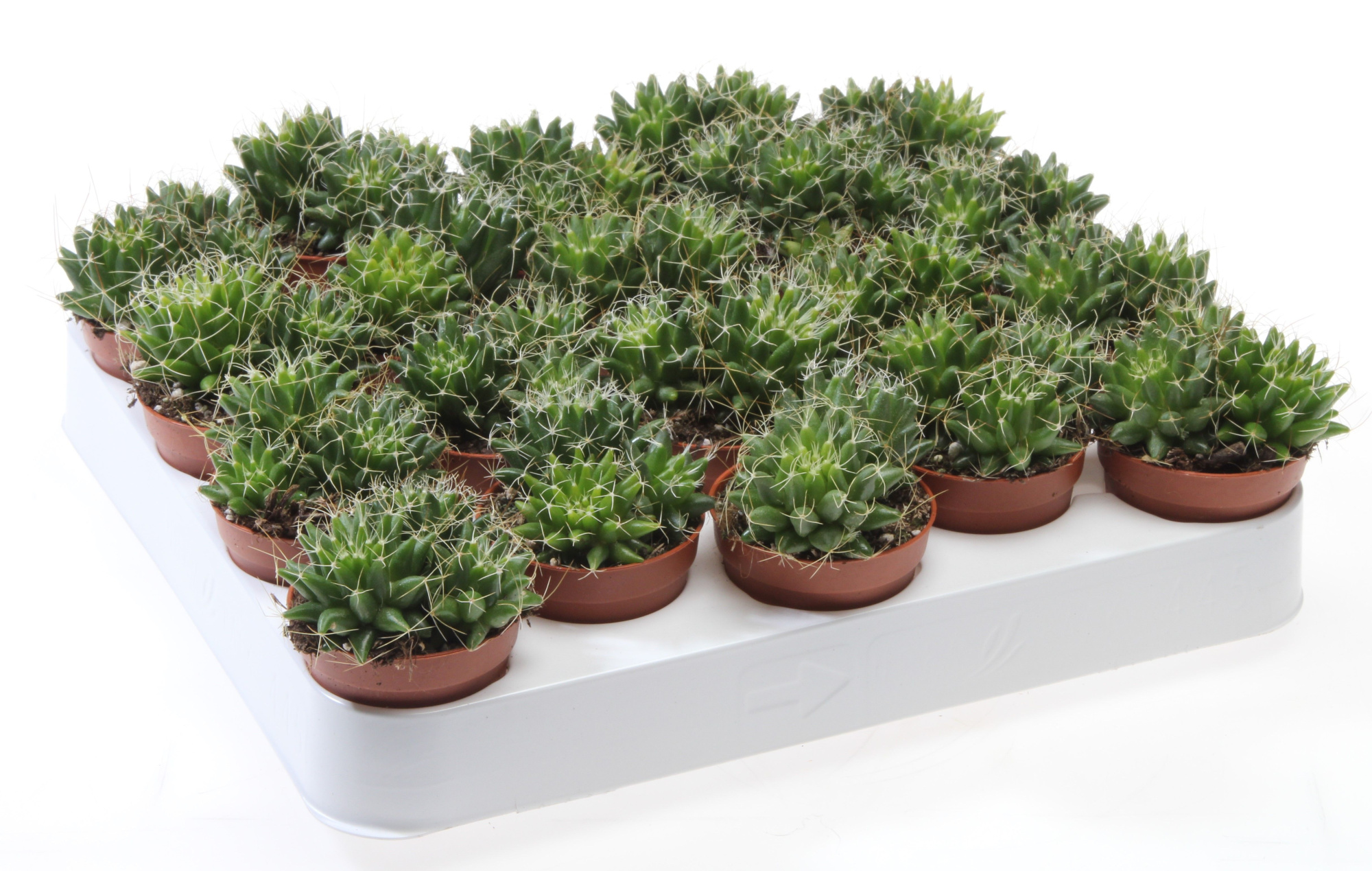 Mammillaria camptotricha, D 5,5