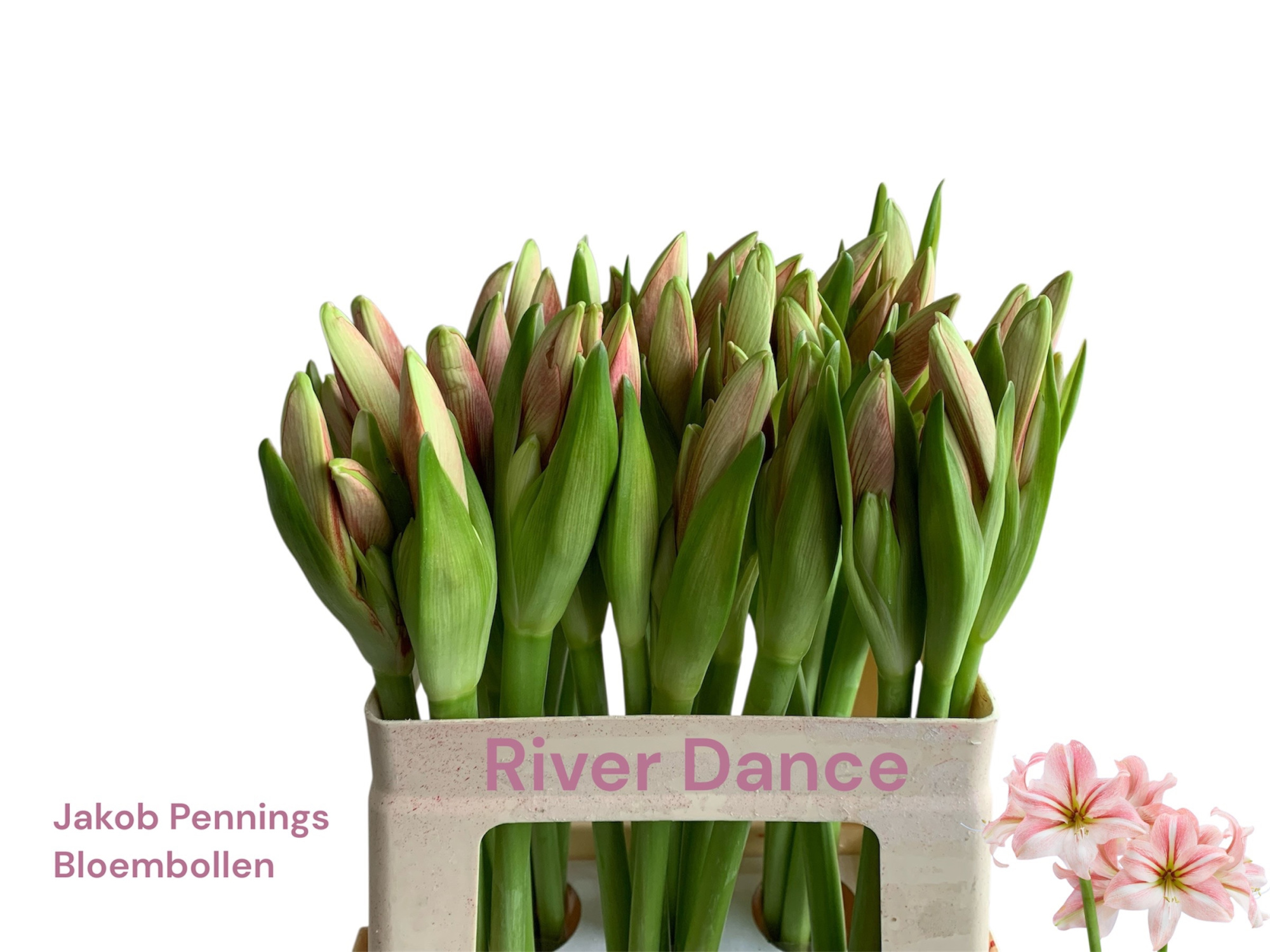 Амарилис Овериг, шт.