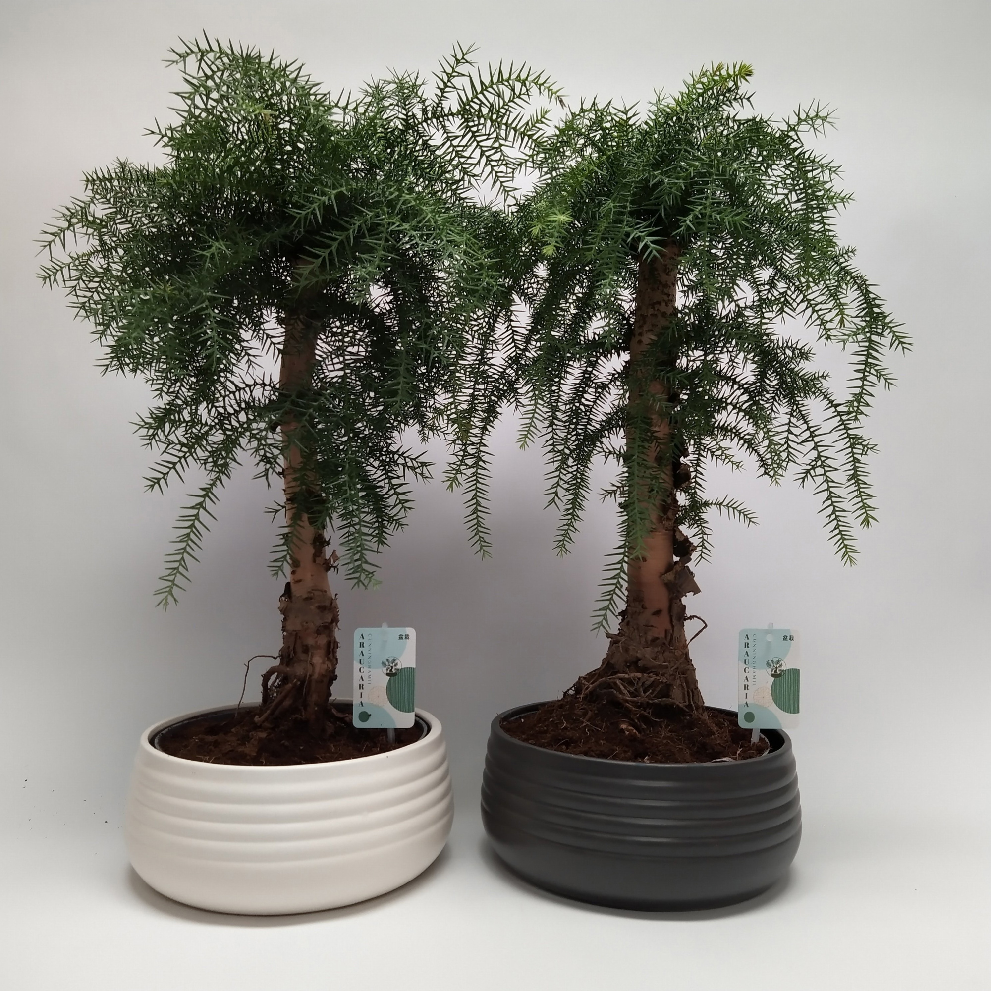 Araucaria Cunninghamii Bonsai 'Spiral' 26 cm - Ball Shape, D 25