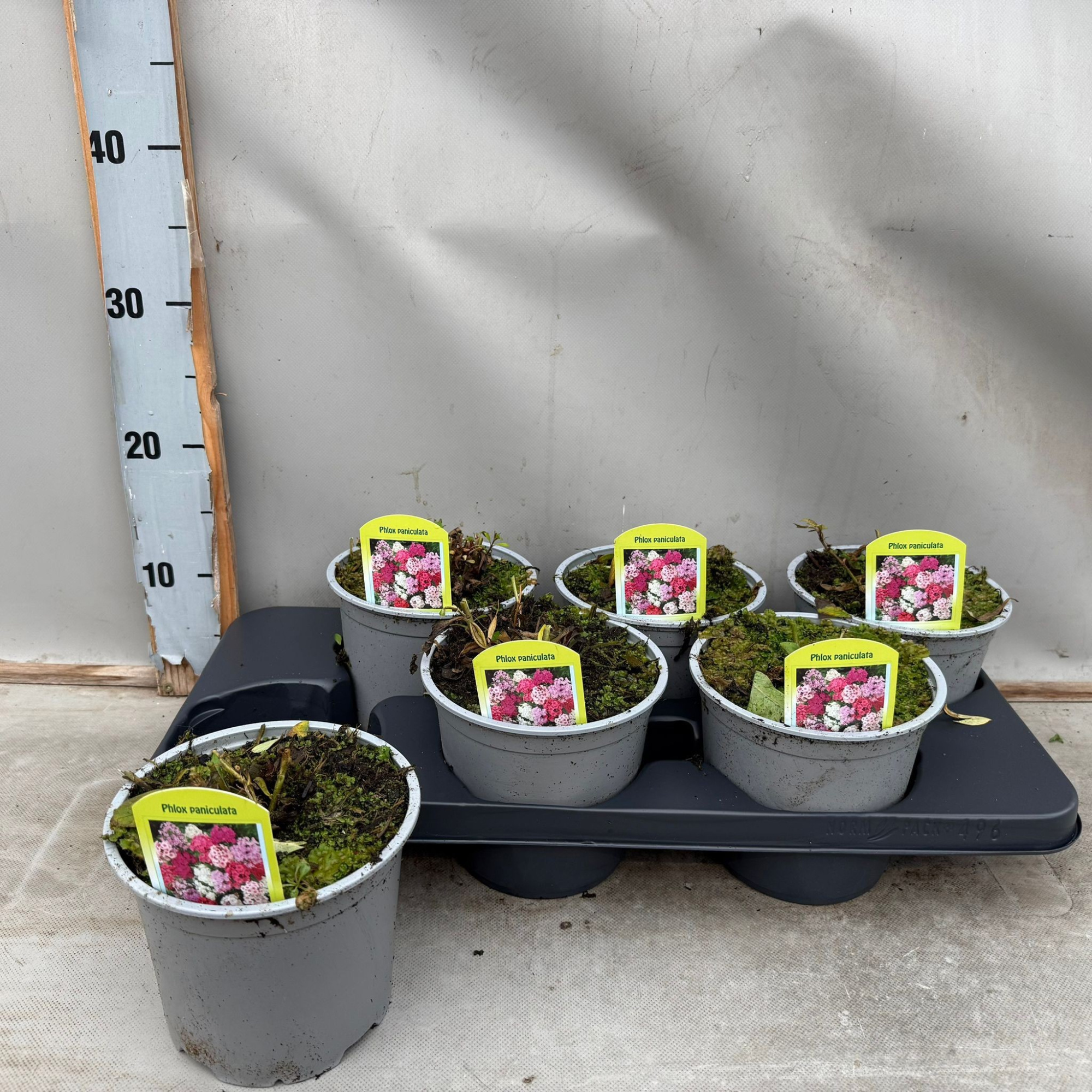 Phlox Paniculata mix, D 15