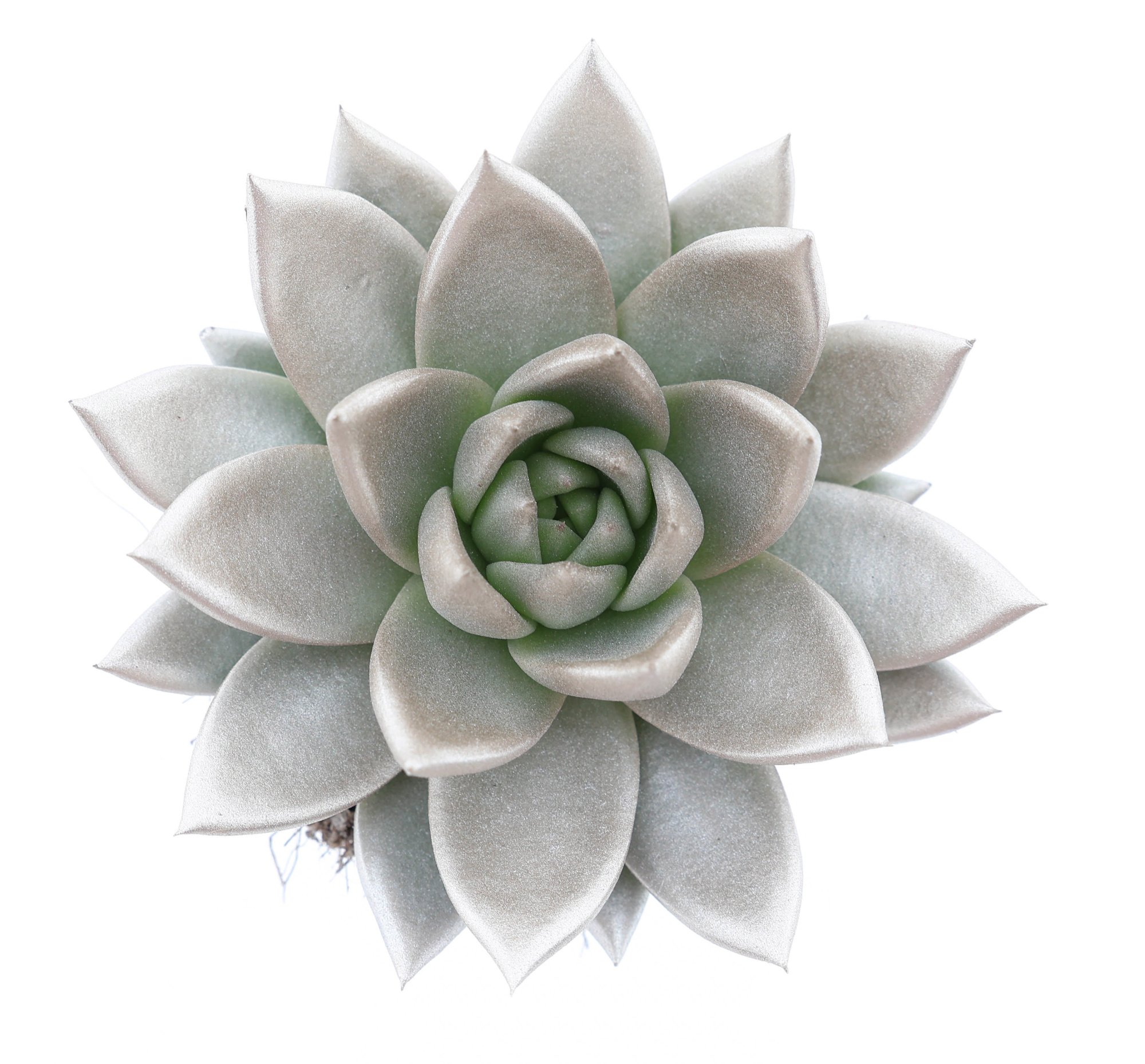 Rainbow champagne, D 8,5