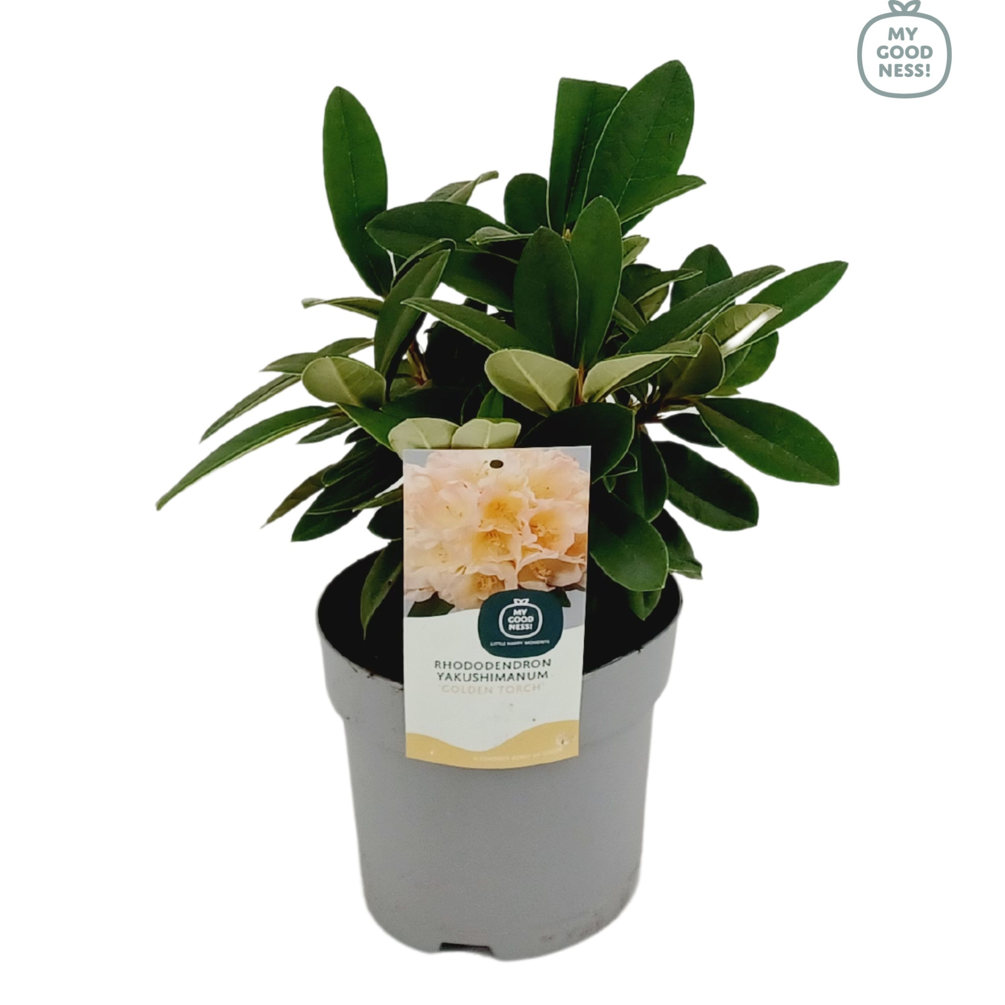 Rhododendron Yakushimanum 15-20 /1.5 liter 'Centennial Gold', D 15