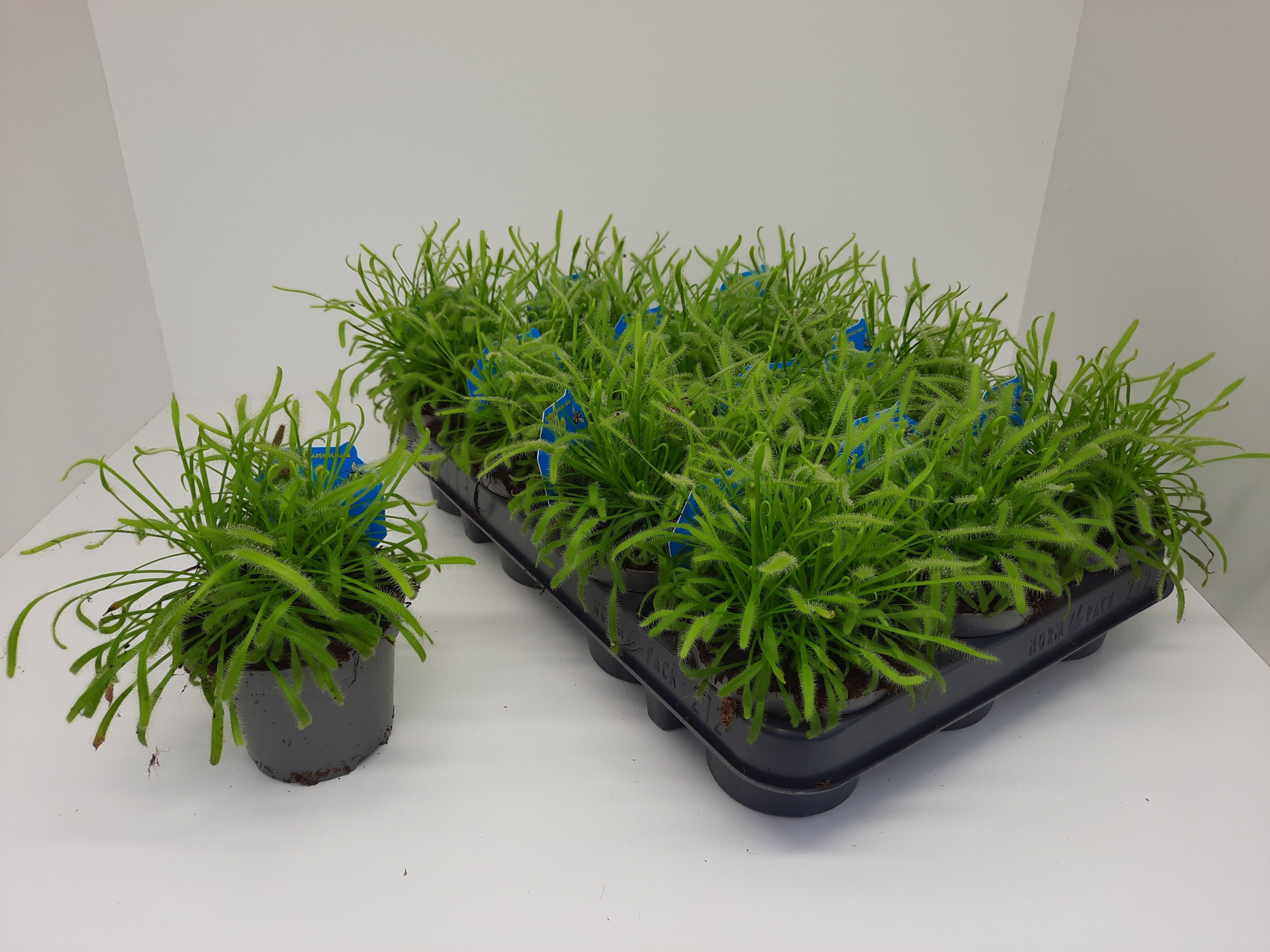 Drosera Capensis 'Alba', D 9