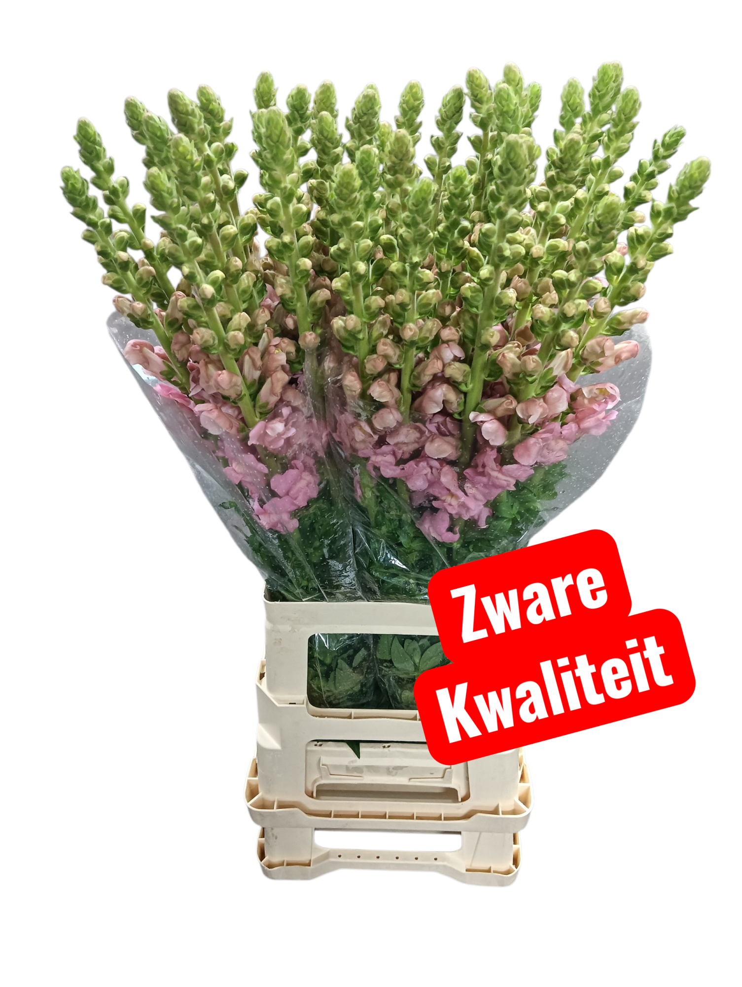 Антирринум Потомак Эрли Пинк (светло-роз.), шт.