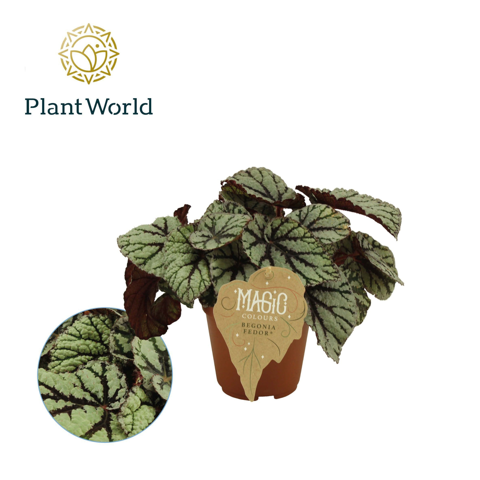 Begonia rex Fedor, D 12