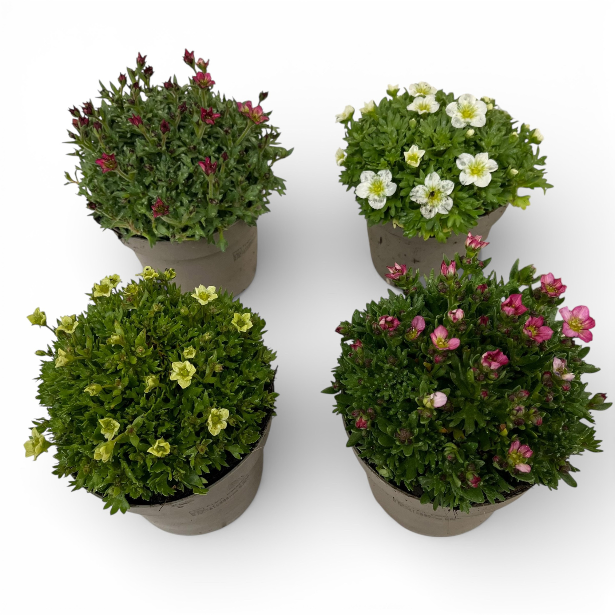 Saxifraga gemengd per laag/kar, D 12