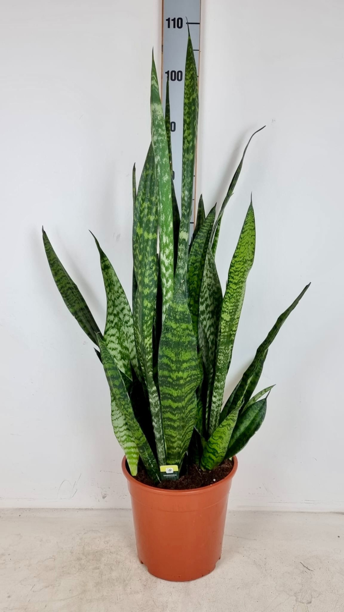 Sansevieria trifasciata Zeylanica XXL P24 H100, D 24