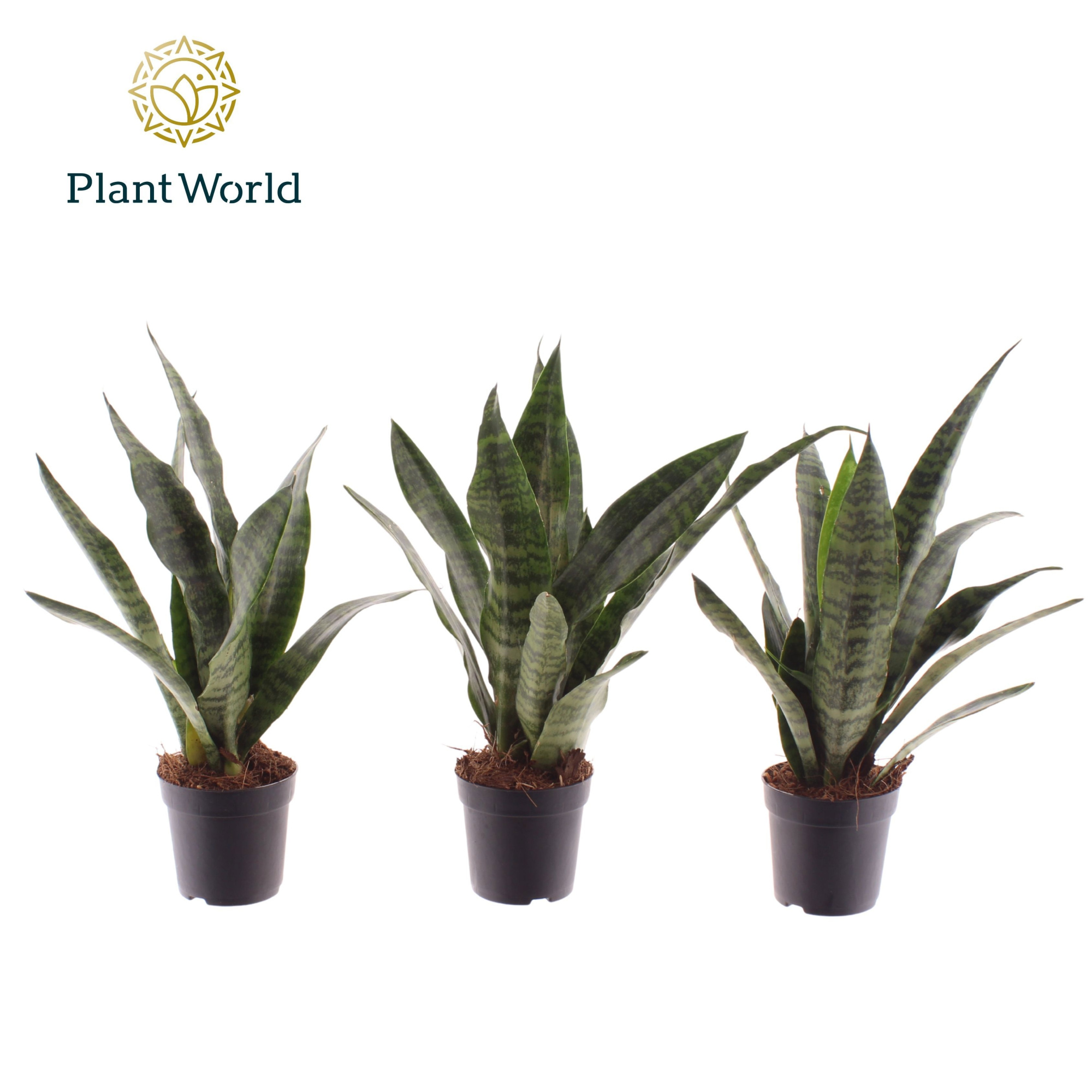Sansevieria Black Coral 7 cm, D 7