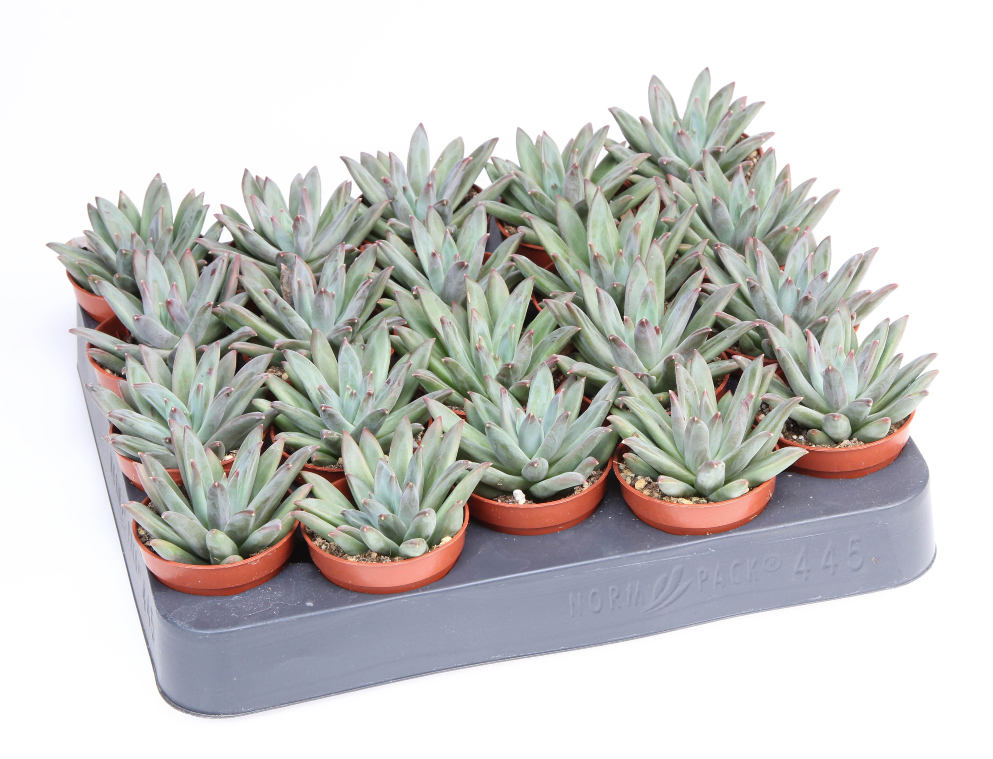 Echeveria hookerii, D 5,5