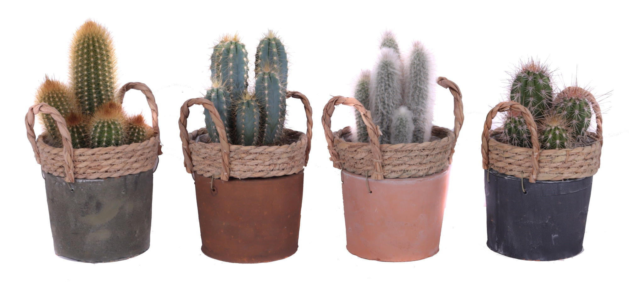 Cactus mix 12 cm in kiribati pot, D 14