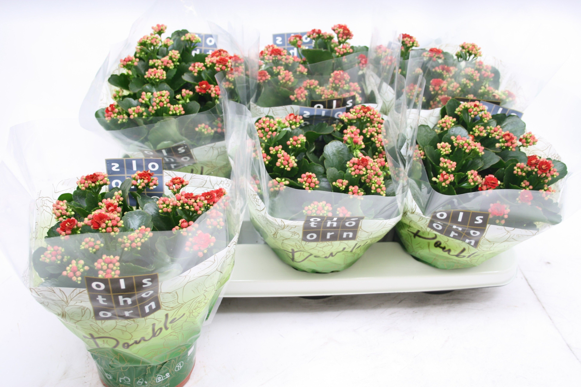 Gevuld 15 cm ROOD, D 15