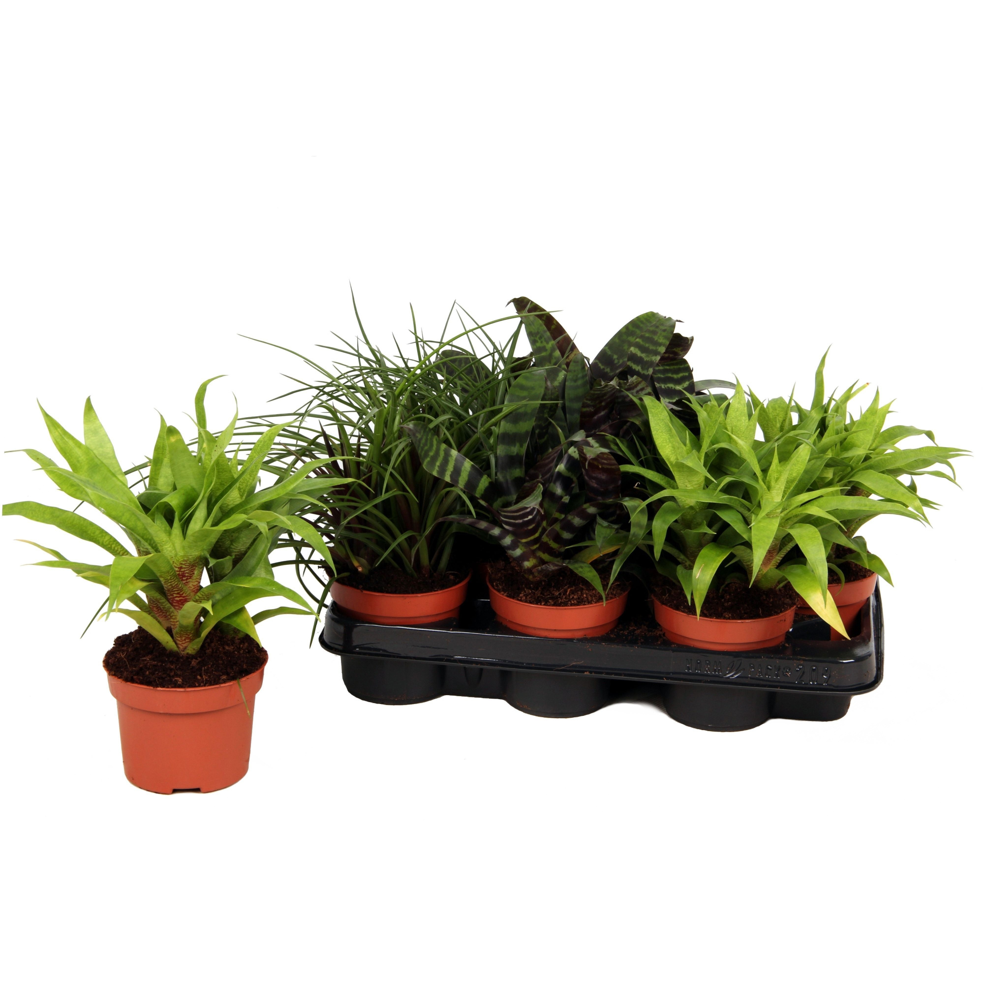 Toef Forrest mix 12cm, D 12