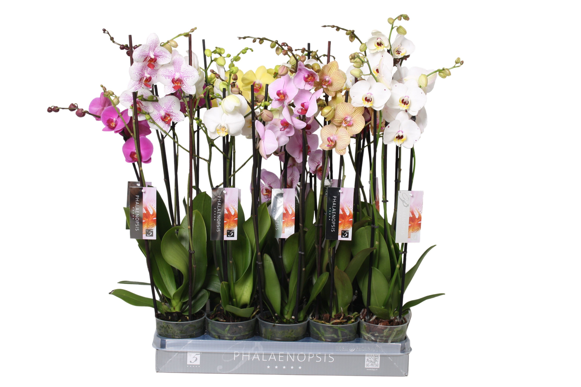 Phalaenopsis Italian mix, 2-spike 18+, D 12