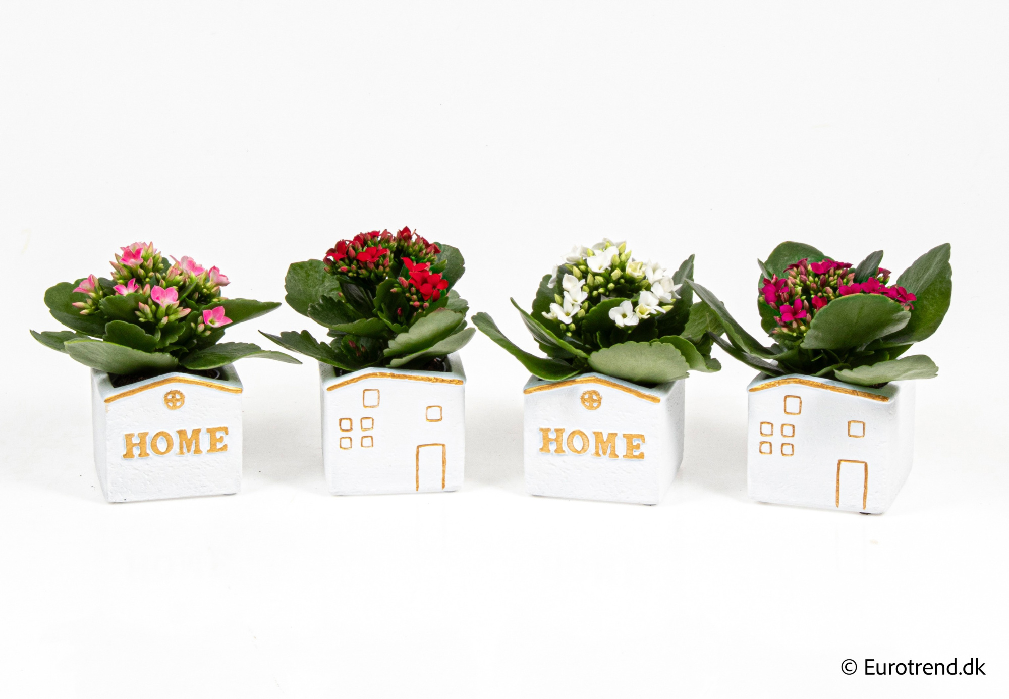 Kalanchoe in New Look ceramic 2026, D 6