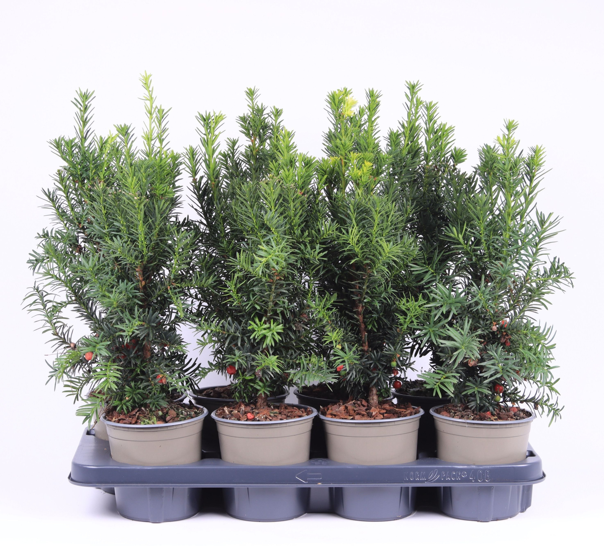 Taxus media 'Hicksii', D 13