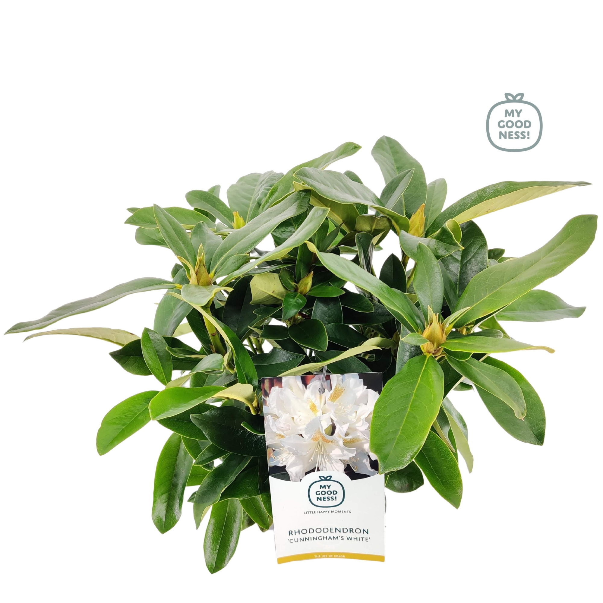 Rhododendron 30-35 /2 liter 'Cunningham White', D 17