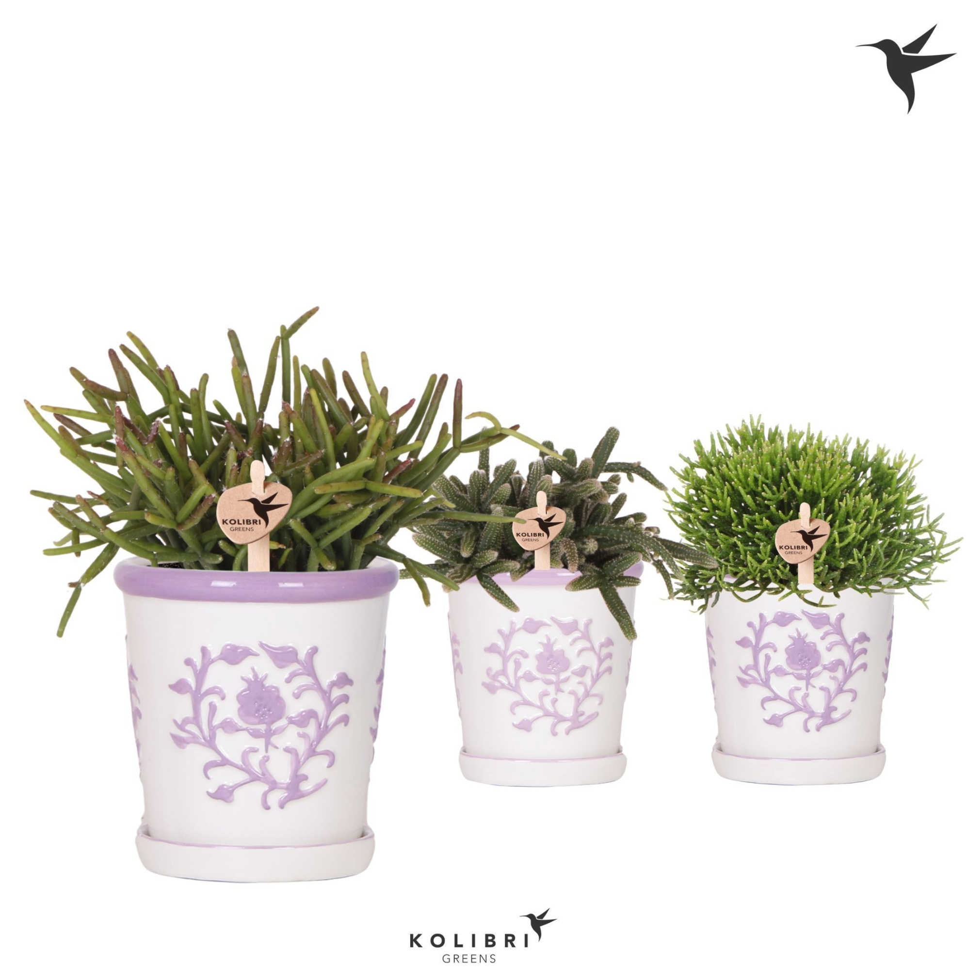 Kolibri Greens Rhipsalis mix in Malaga pot lila mix, D 9