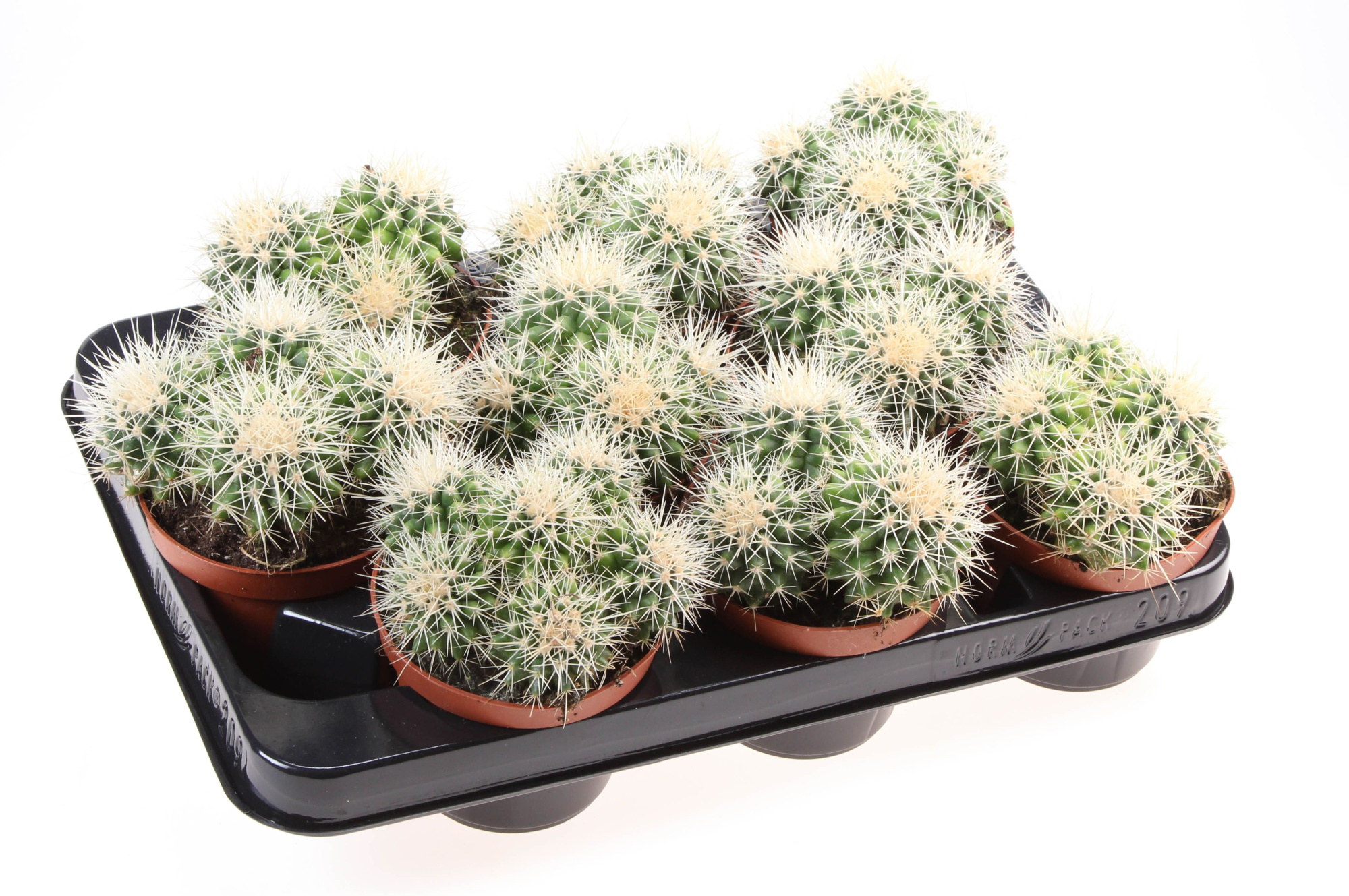 Echinocactus grusonii dubbel, D 10,5