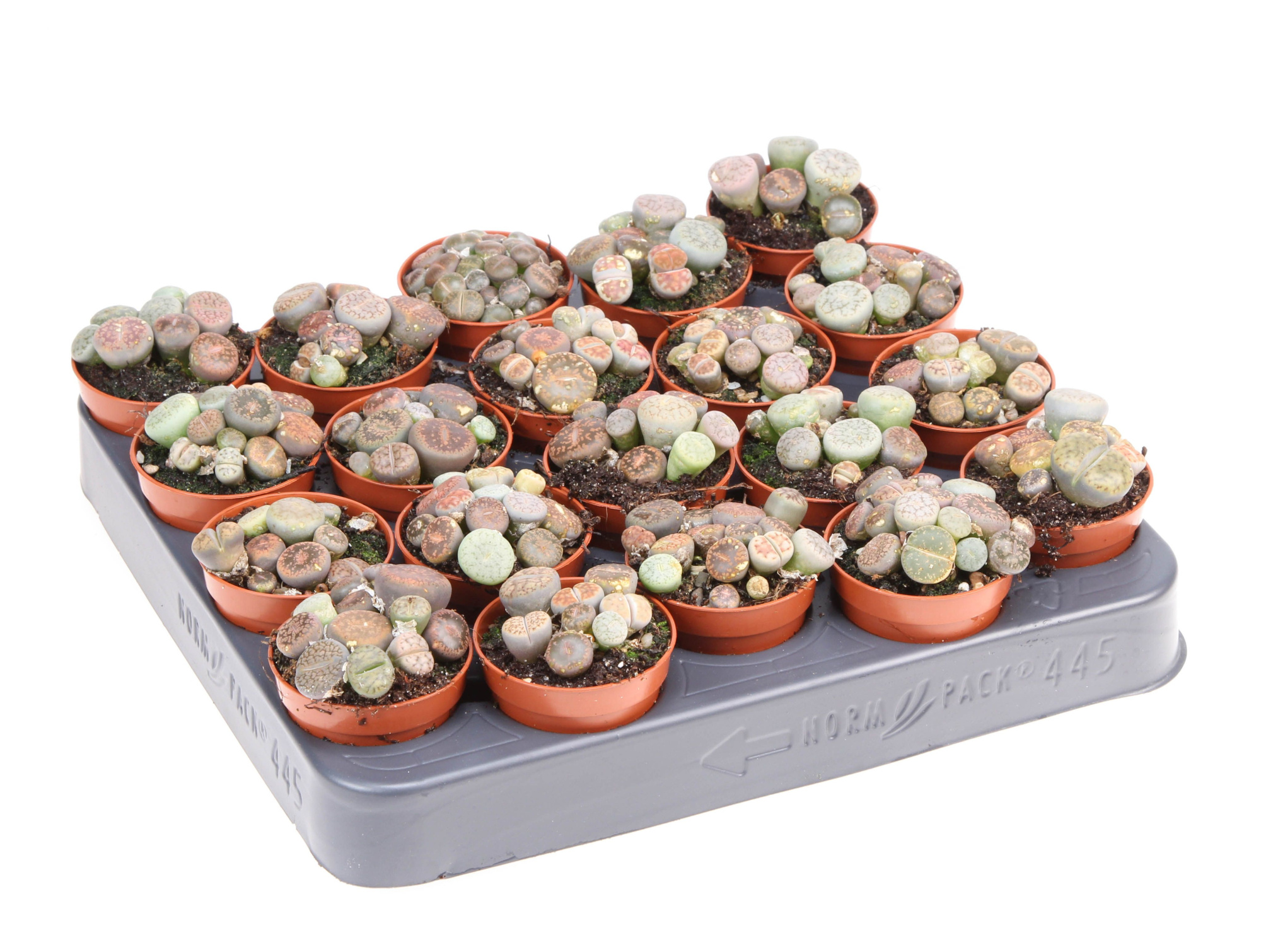 Succulent lithops, D 5,5