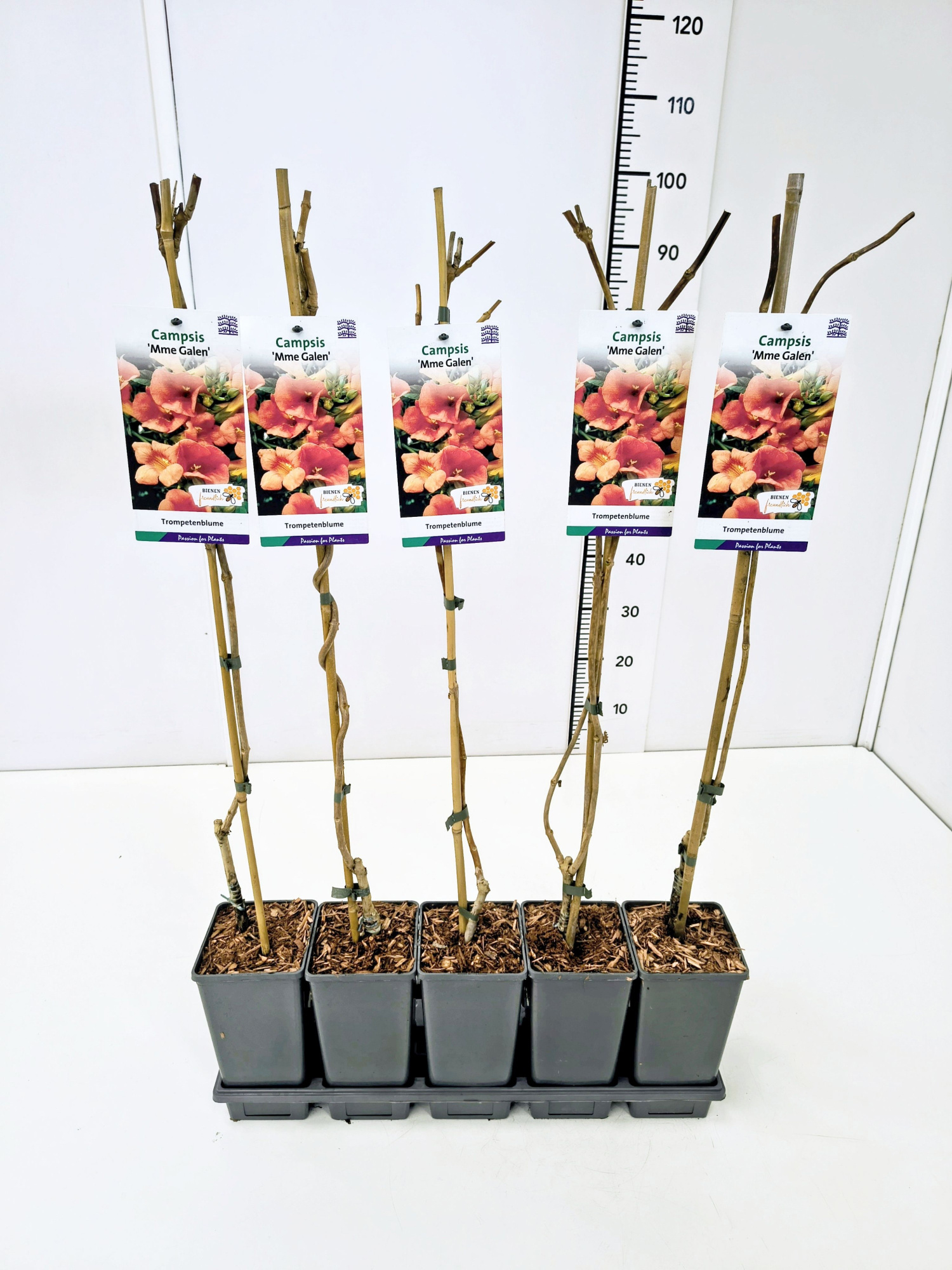 Campsis tagliab. 'Mme Galen' 80CMC2, D 17