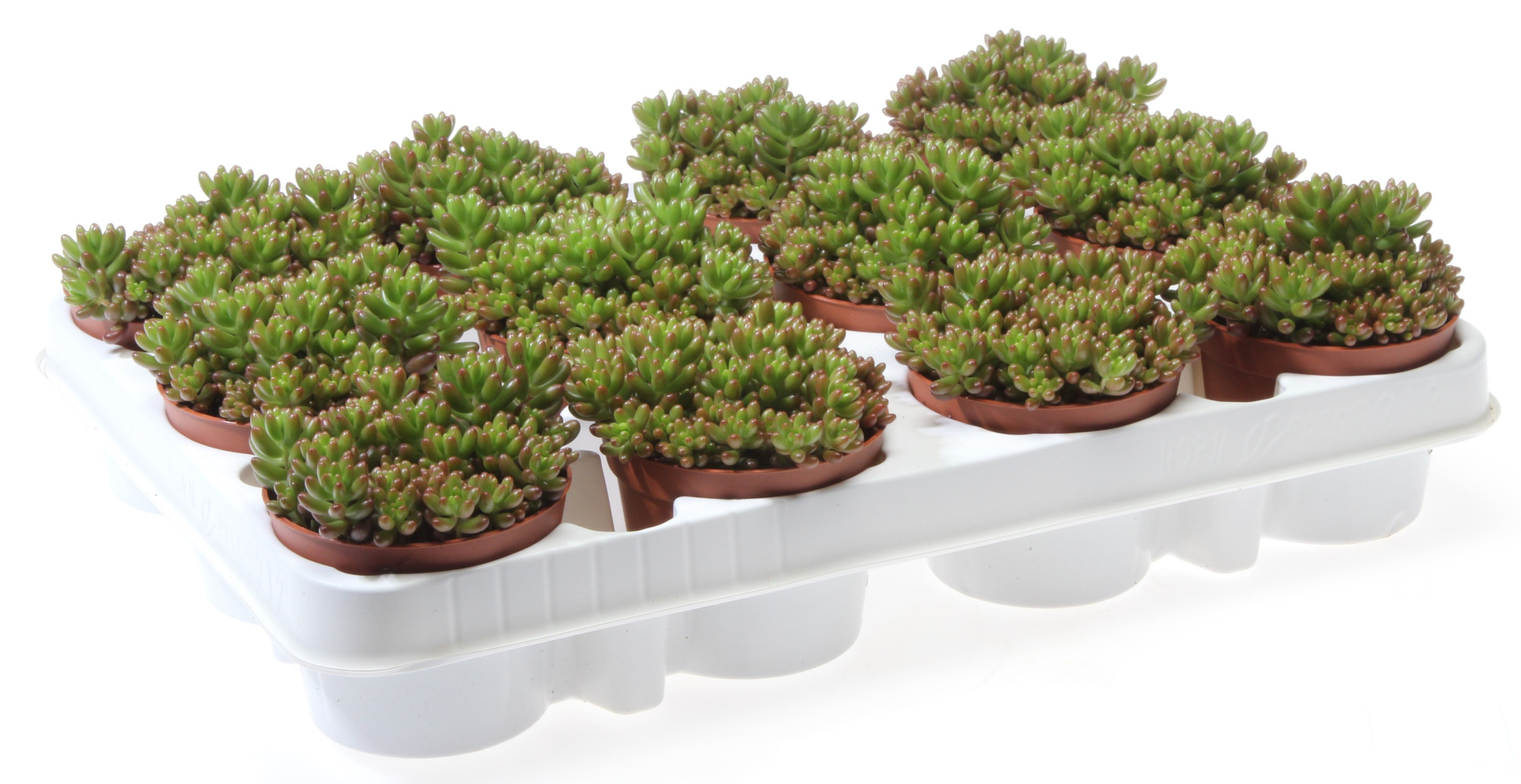 Sedum rubrotinctum, D 8,5