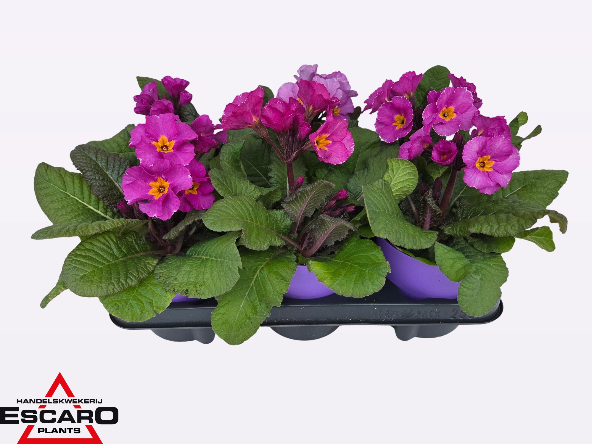 Primula elatior lavendel ton sur ton, D 12,5