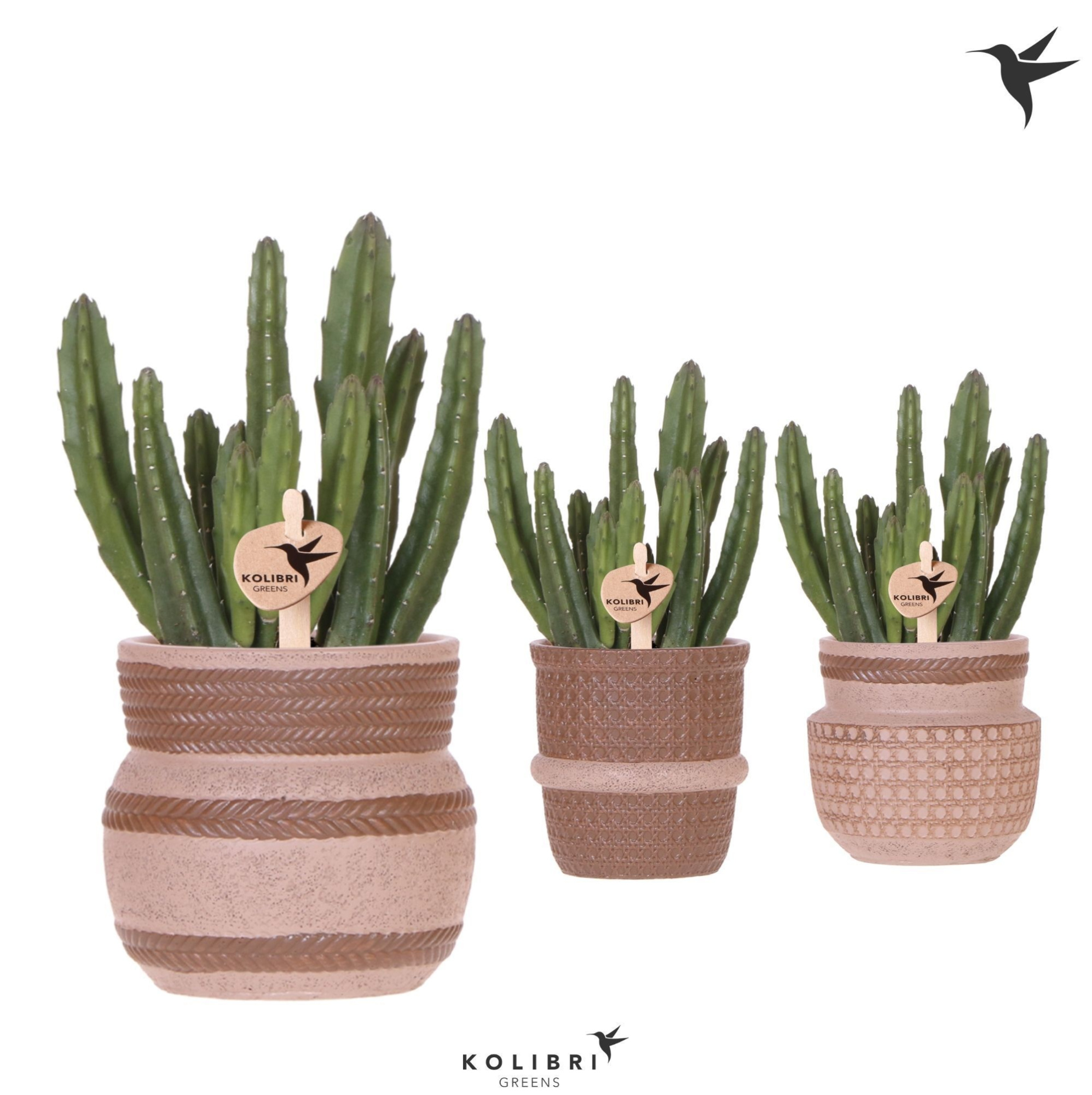 Kolibri Greens Stapelia Leendertziae in Ethnic pot sand mix, D 9
