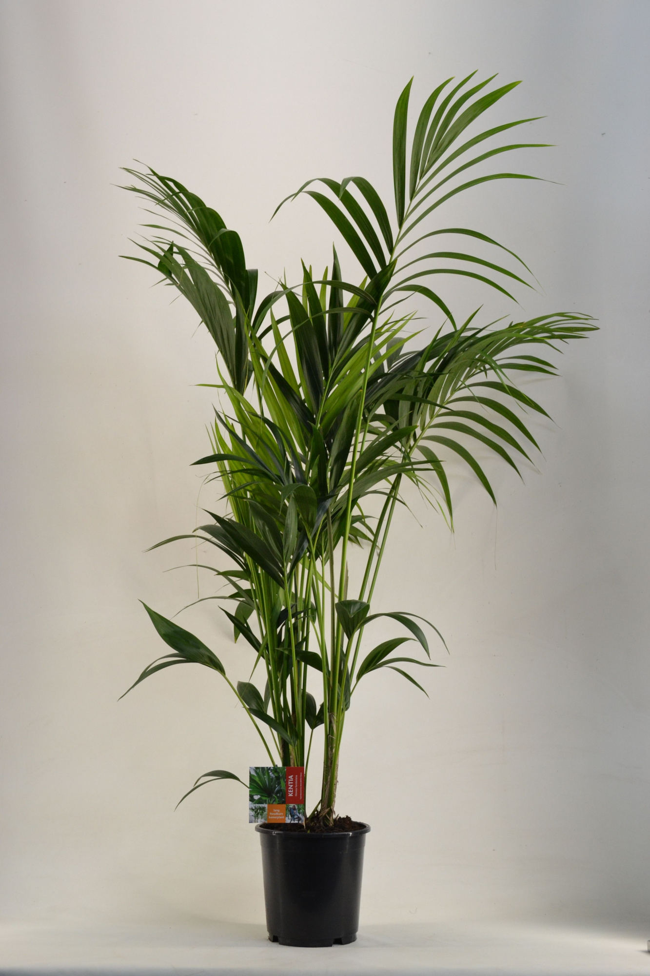 KENTIA - P24 H170 - 6PP (Howea forsteriana), D 24