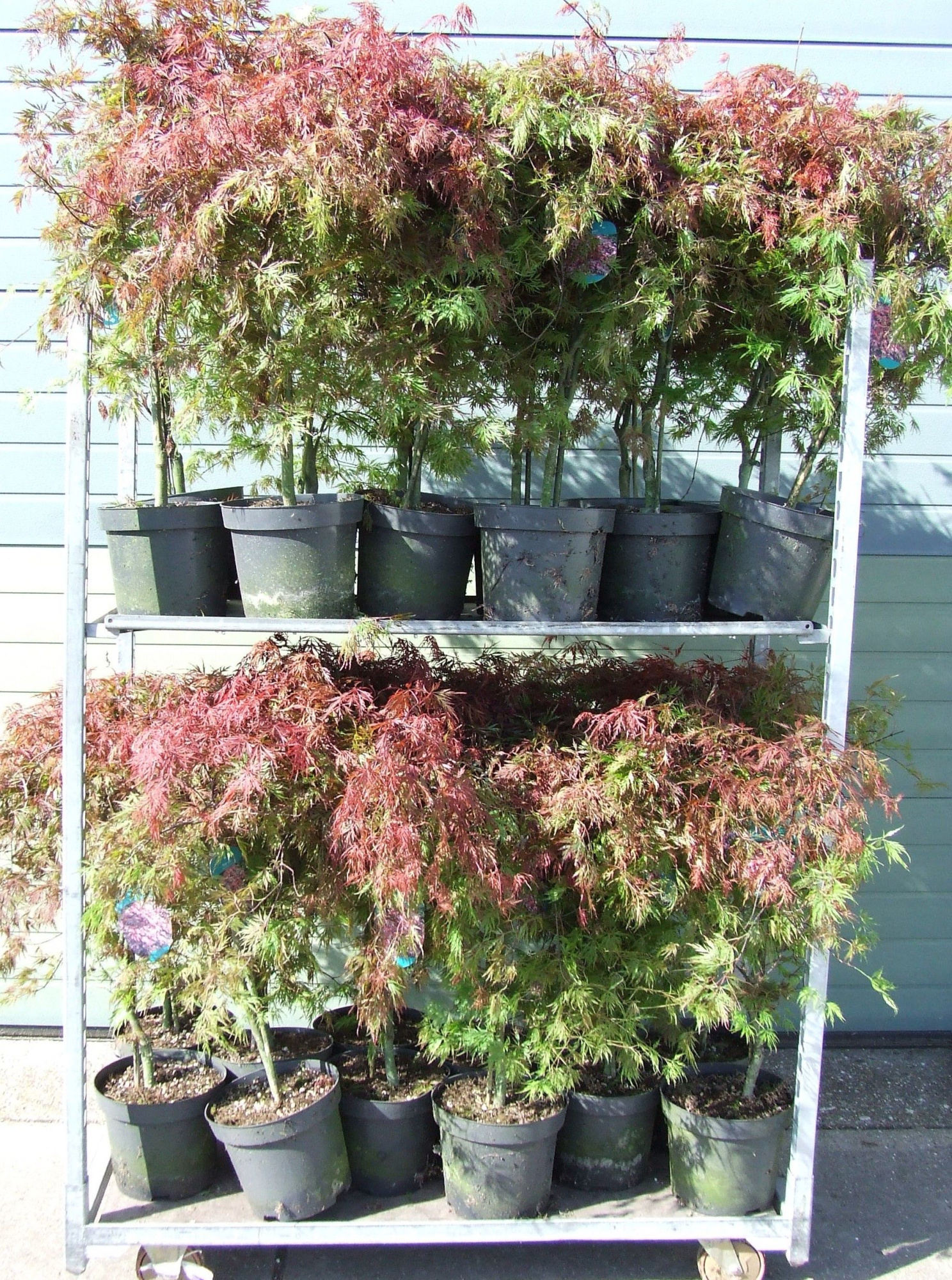 Acer palmatum 'Orangeola' P26, D 26