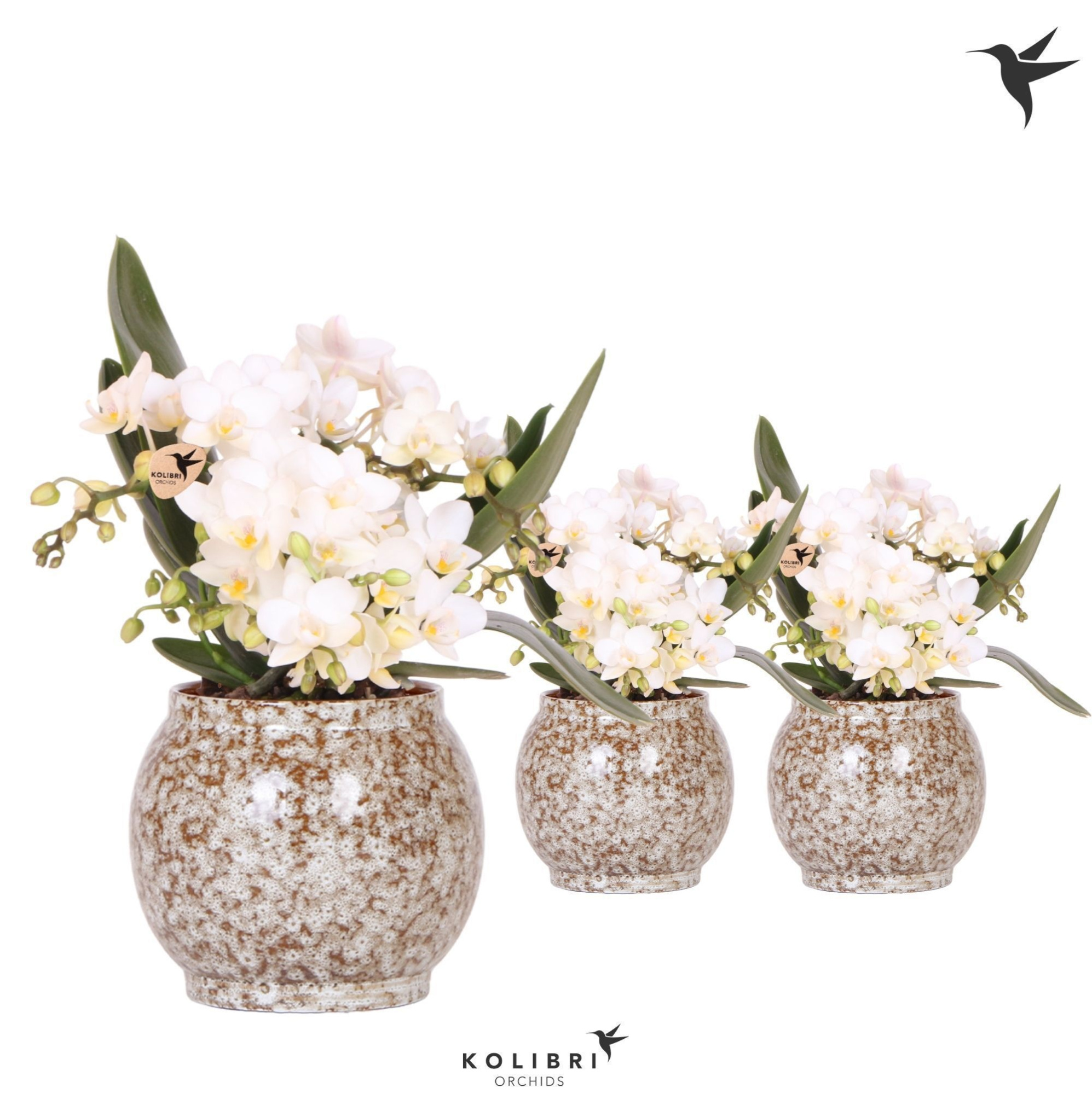 Kolibri Orchids Phalaenopsis Nazare 4 spike in Safari pot, D 9
