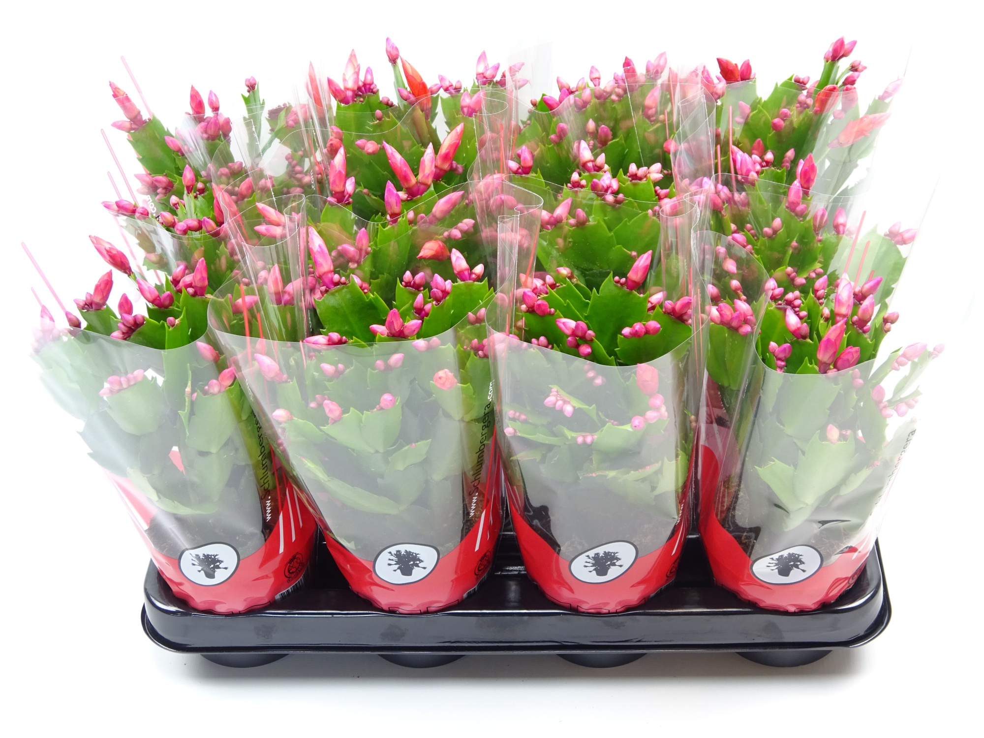 Schlumbergera 9 cm rood, D 9