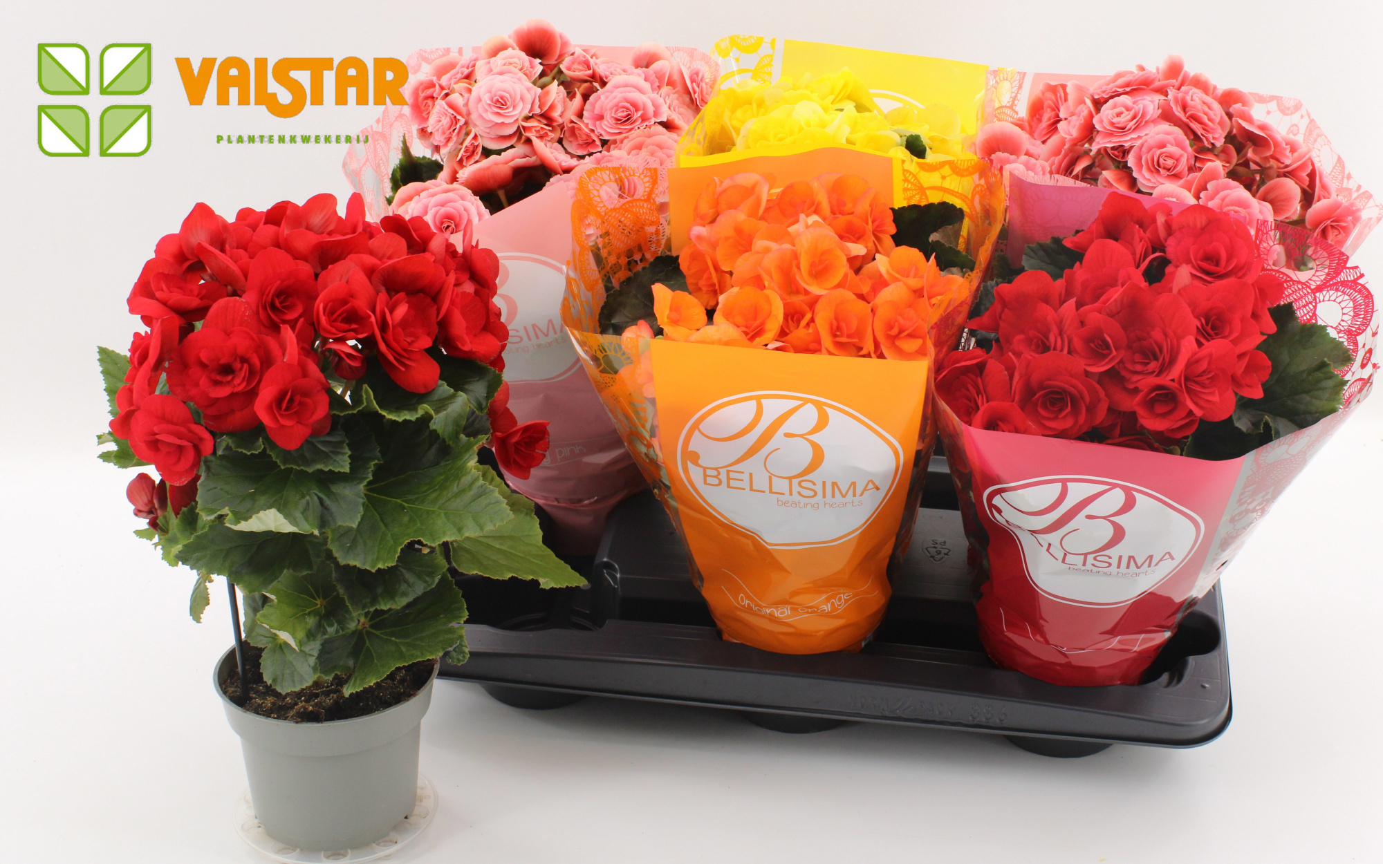 Begonia 13cm Bellisima hoes TST 2Red 2Borias 1 Yellow 1 Orange, D 13
