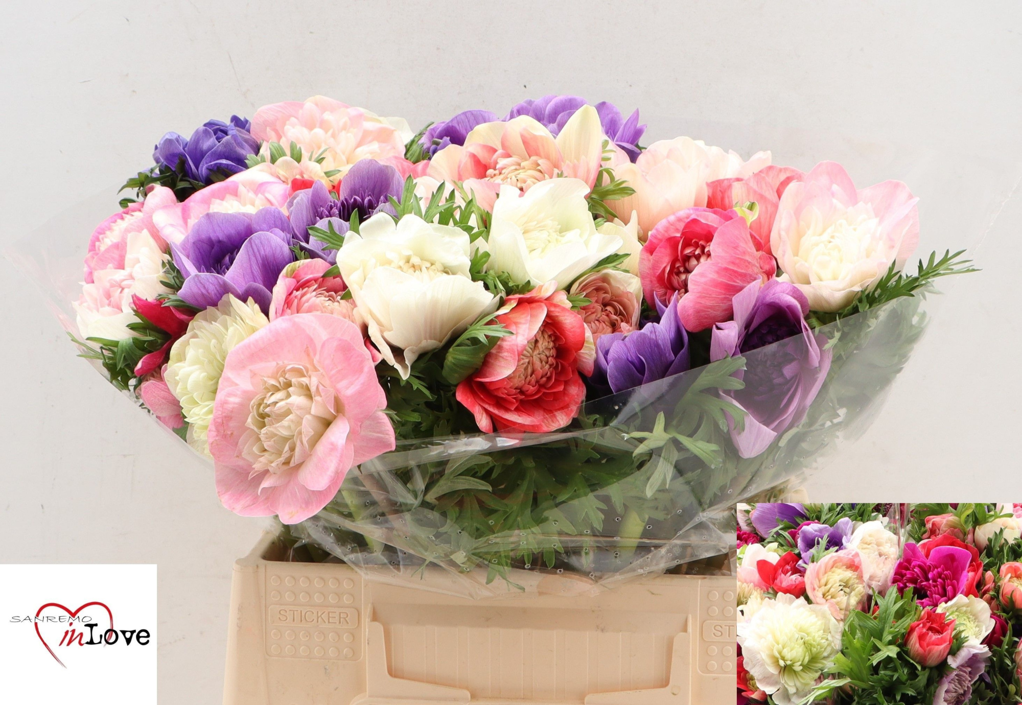 Анемон Карилл Микс 40, шт.