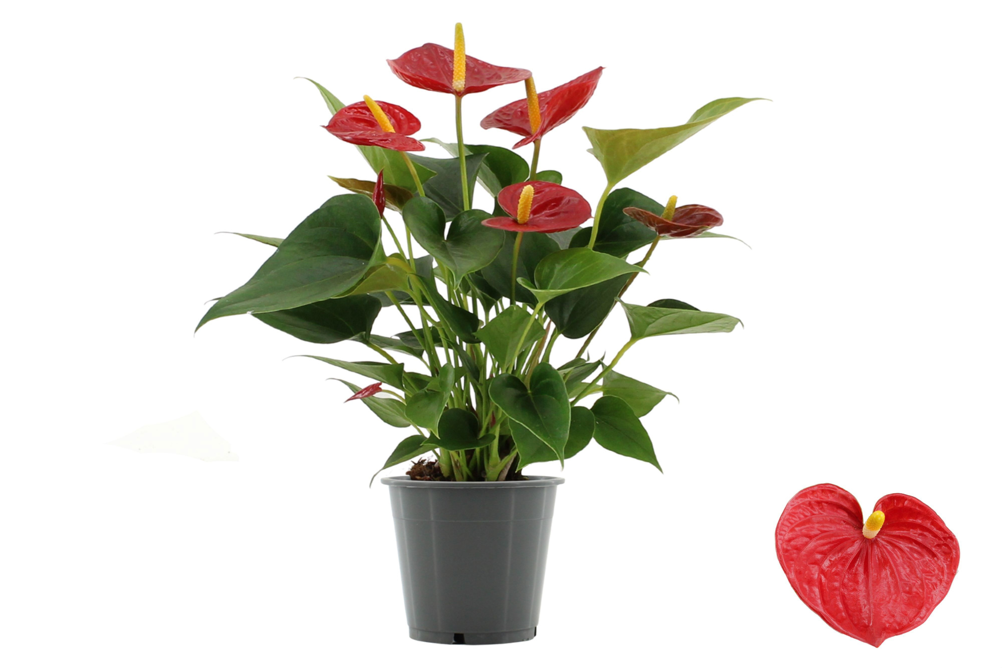 Anthurium 12 cm Diamond Red in transparant sleeve, D 12