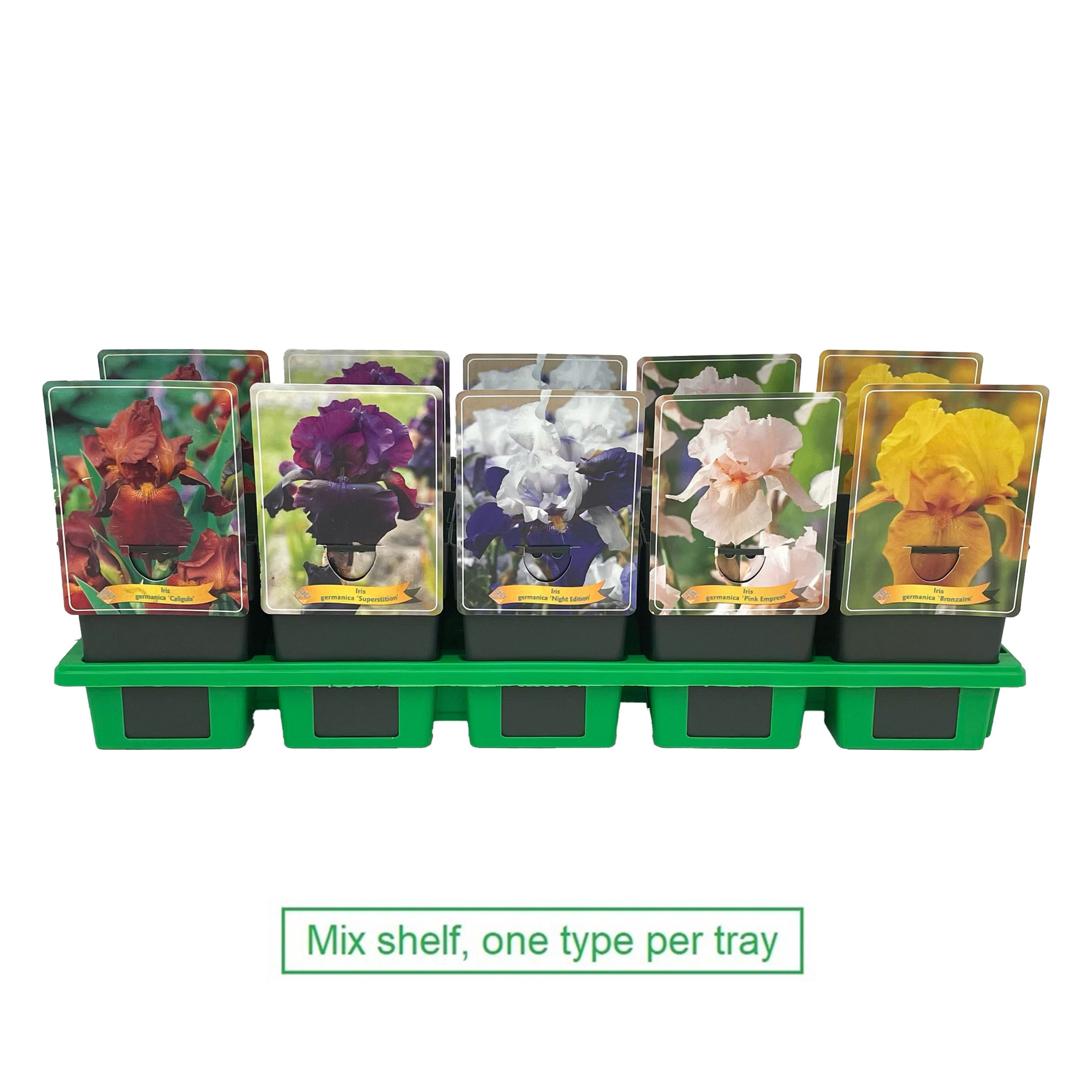 Iris germanica mix laag P11, D 11