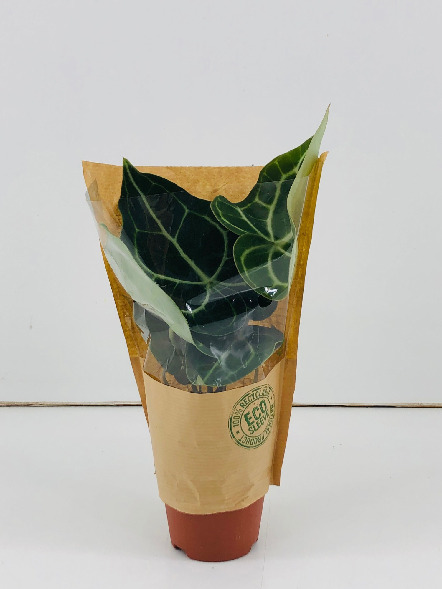 Anthurium Clarinervium P9, D 9