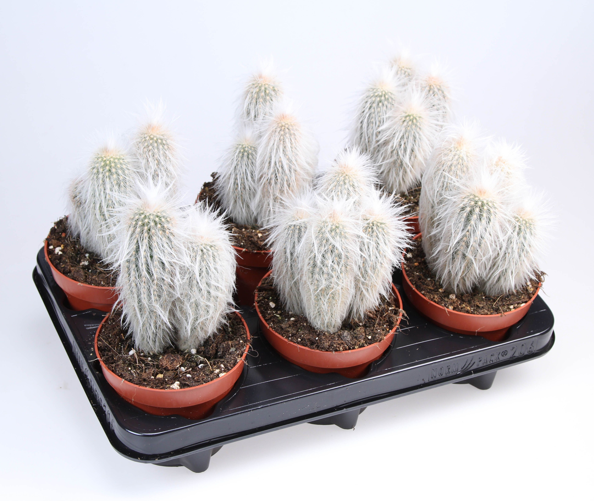 Espostoa Lanata, D 12