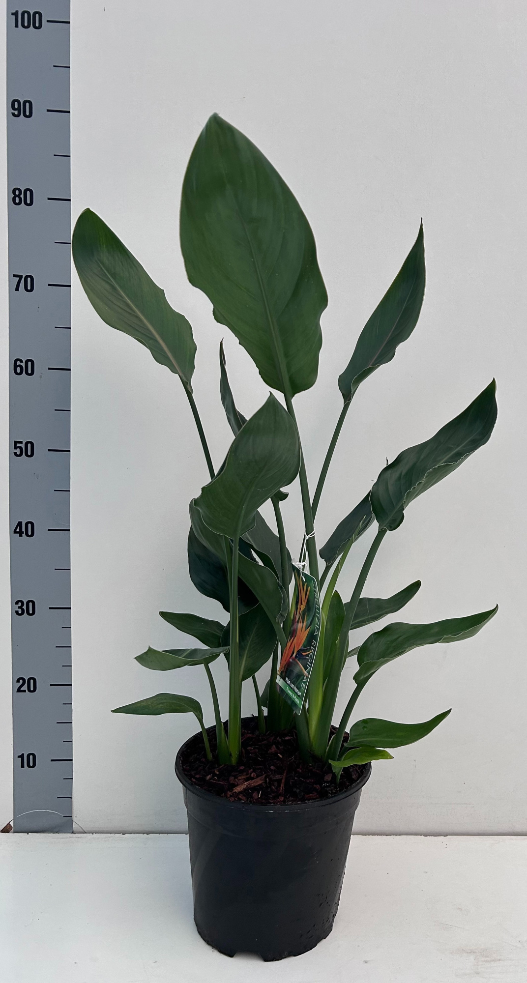 Strelitzia reginae 3 planten per 21cm pot, D 21