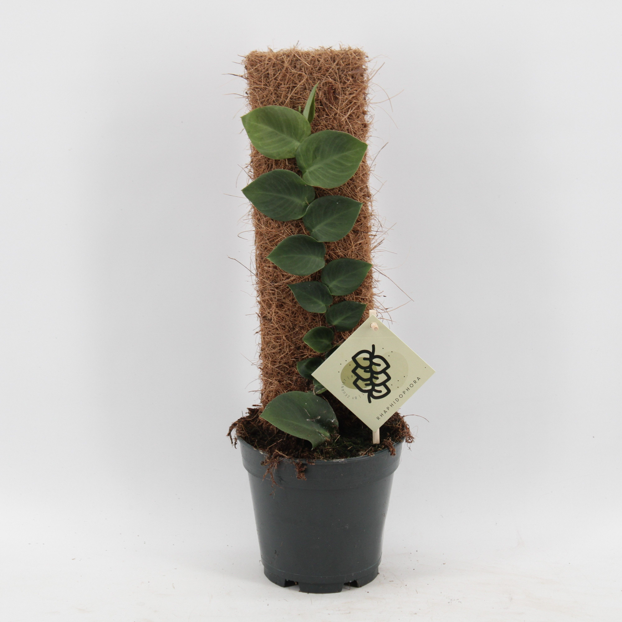 Rhaphidophora Hayi, D 14