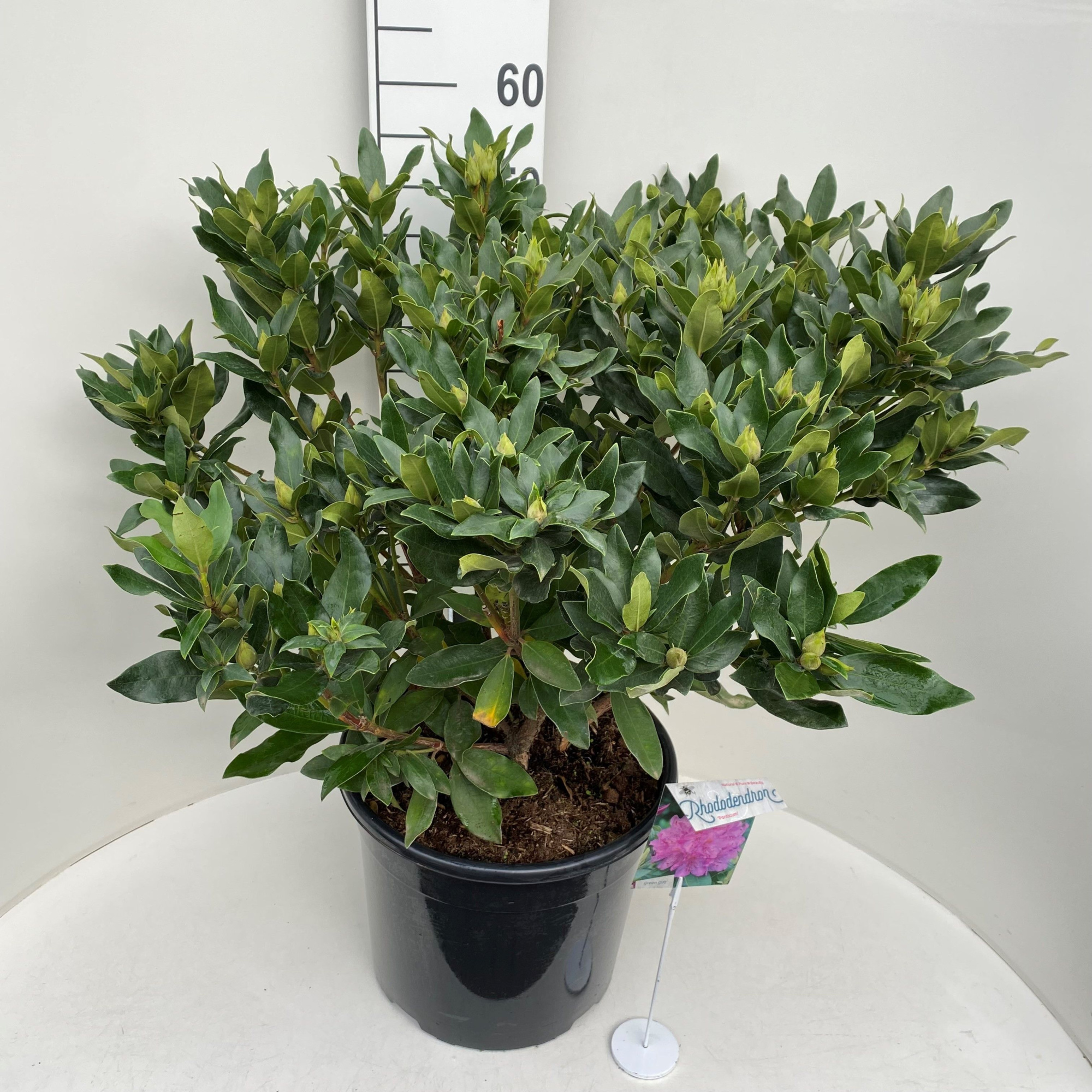 Rhododendron ponticum, D 36