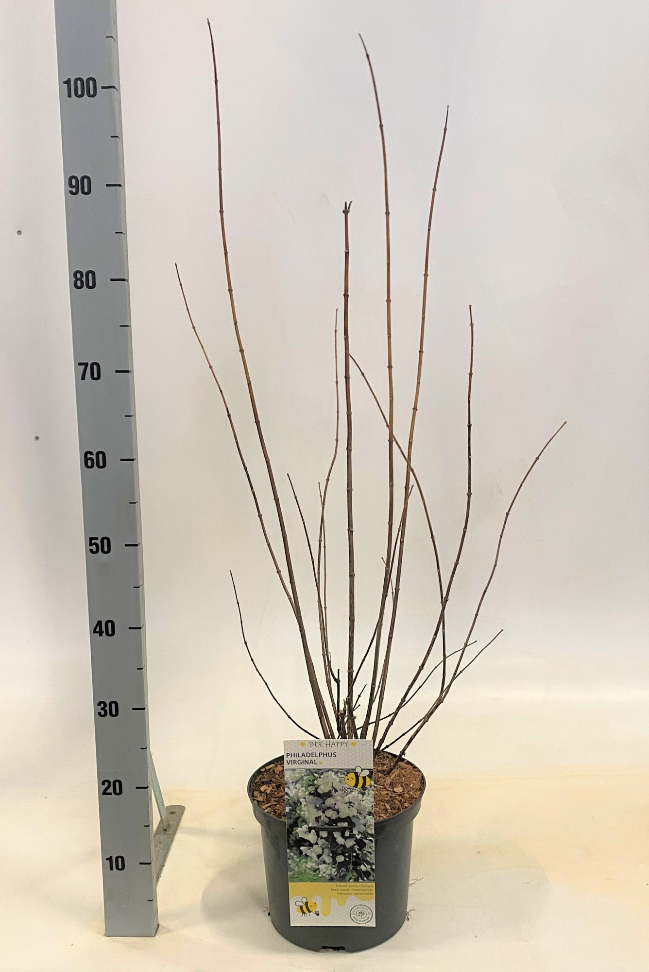 Philadelphus coronarius, D 23