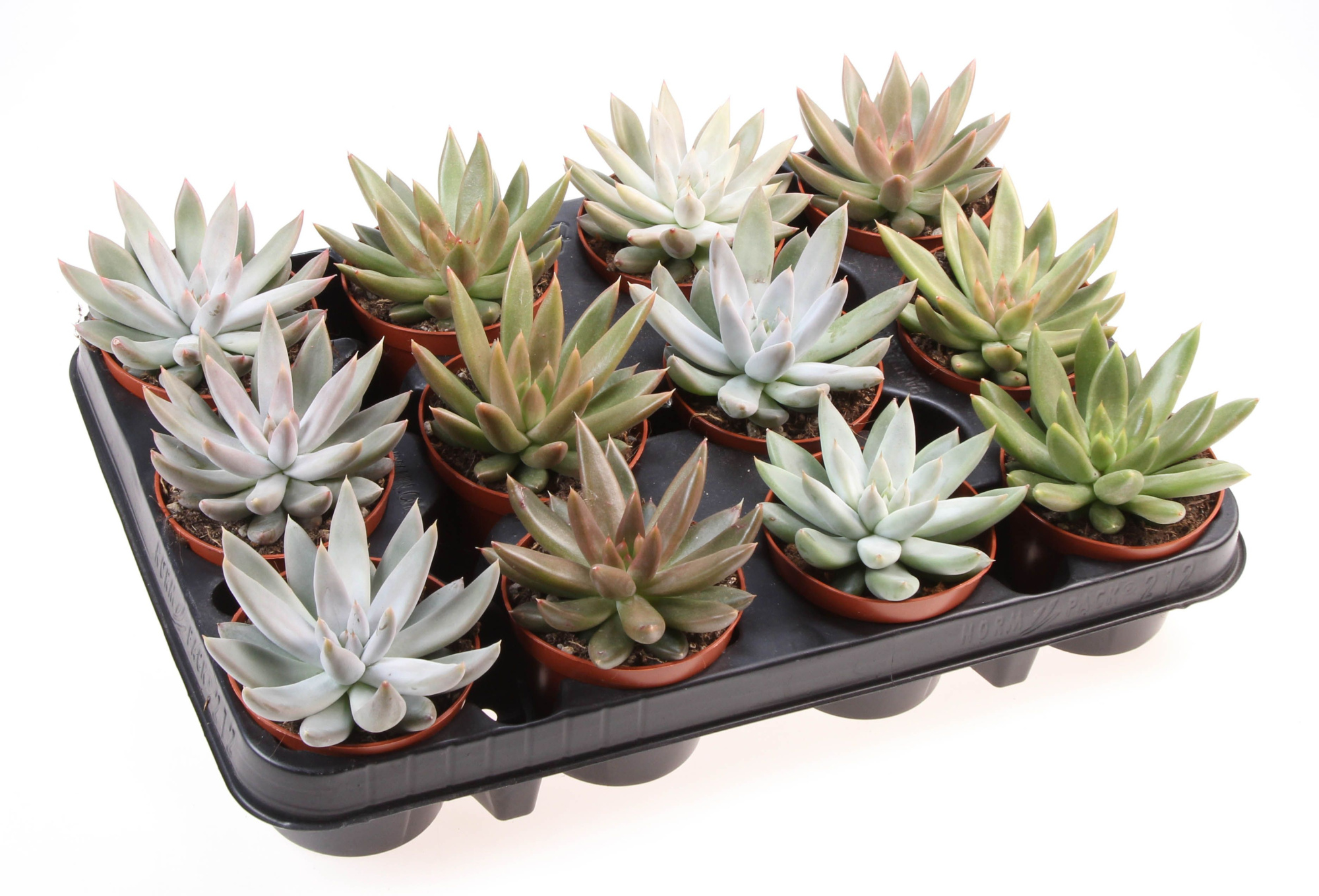 Echeveria tolimanensis mix, D 8,5