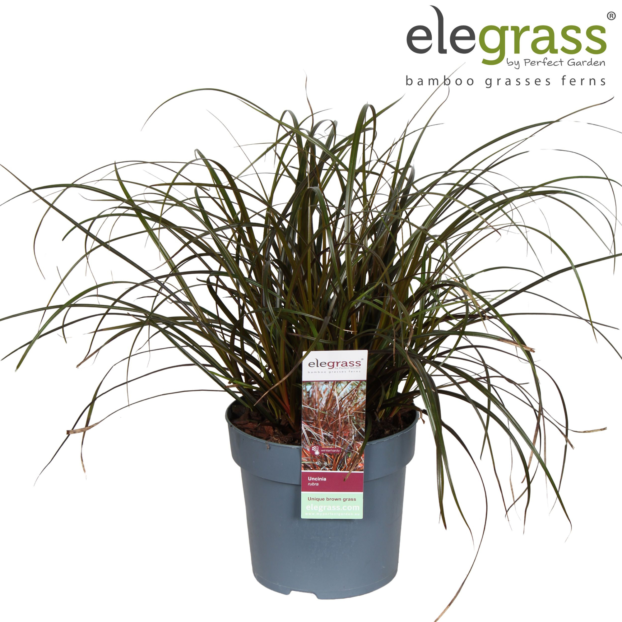 Uncinia Rubra P14, D 14