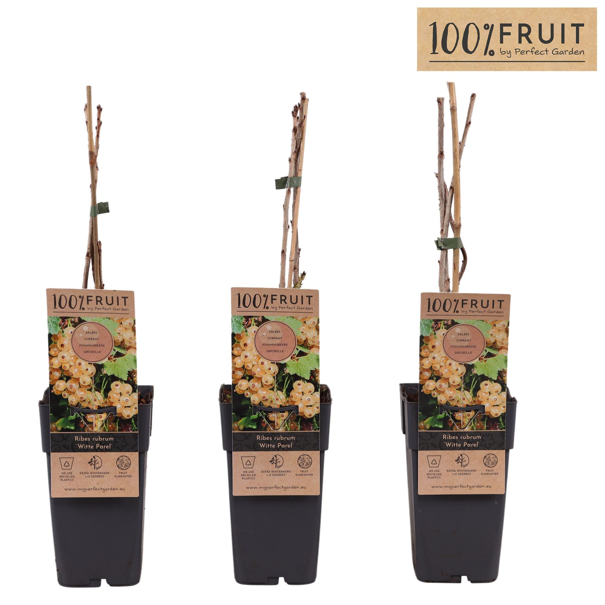 Ribes rubrum Witte Parel P15, D 15