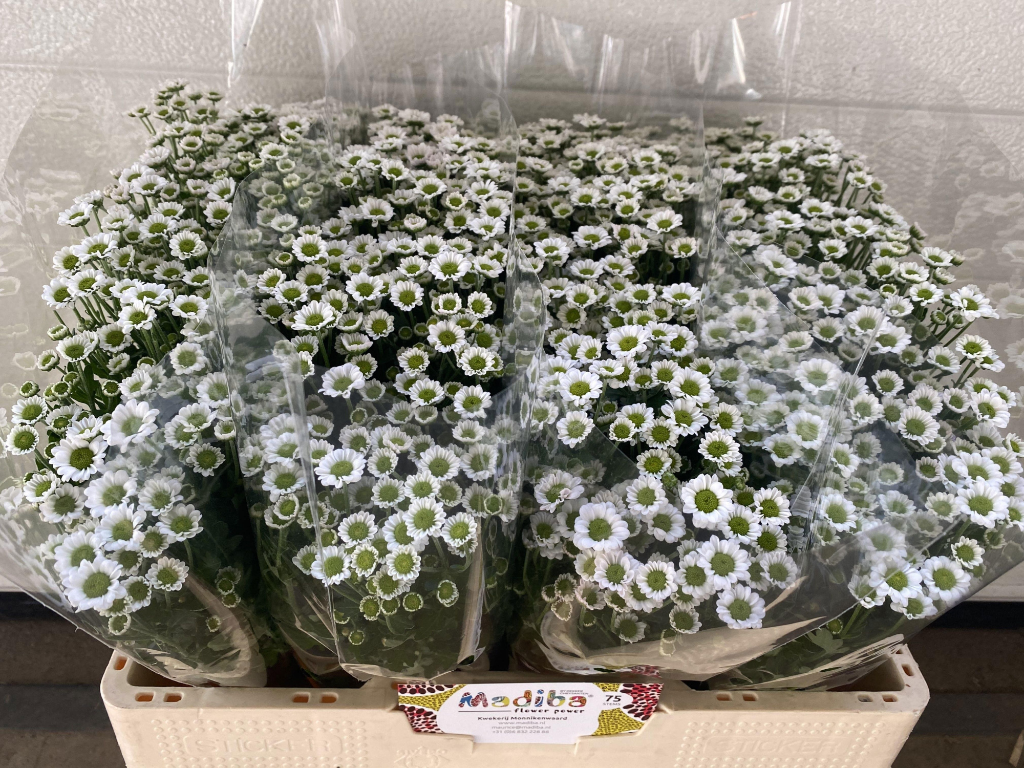 Сантини Мадиба Линди Вайт, шт.