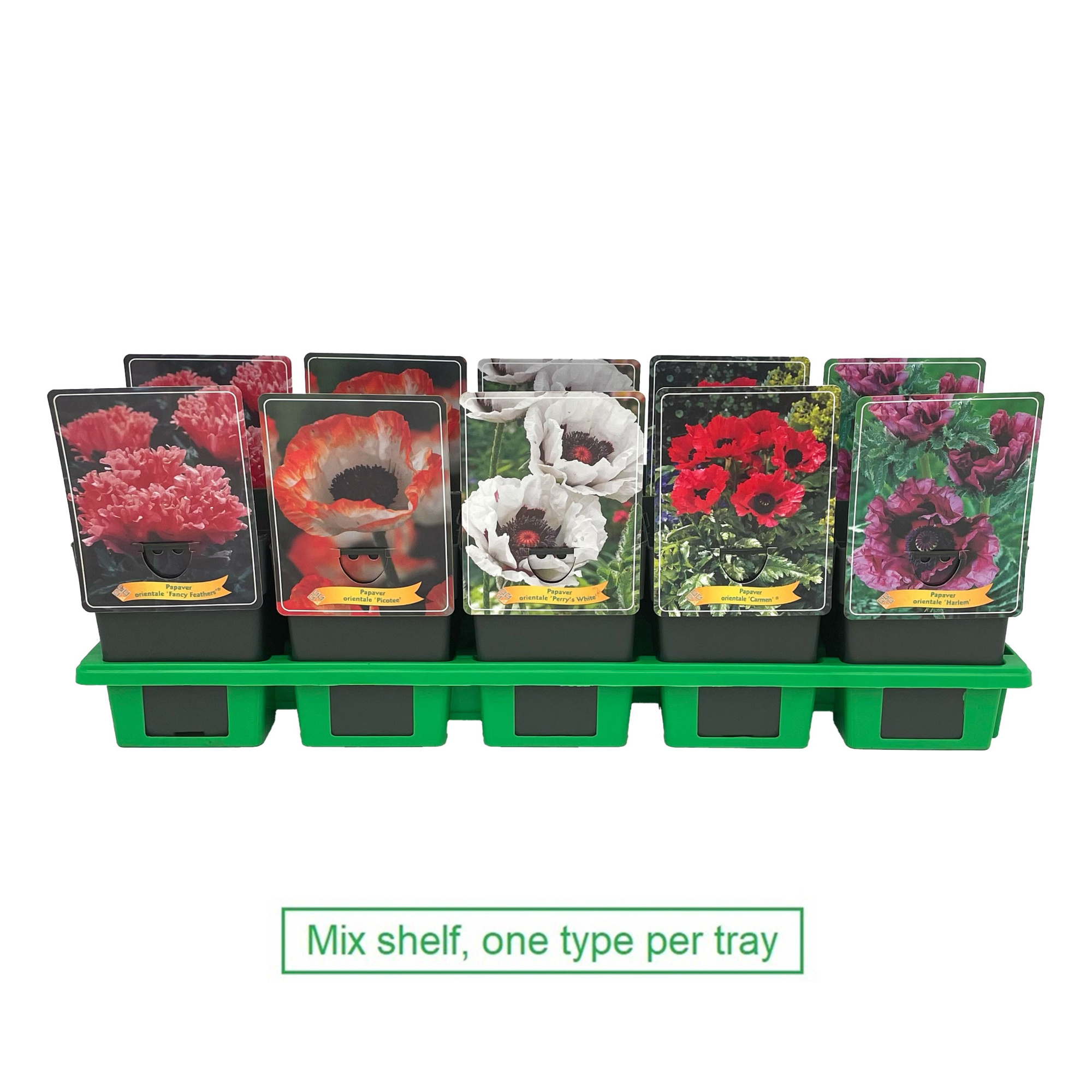 Papaver mix laag P11, D 11
