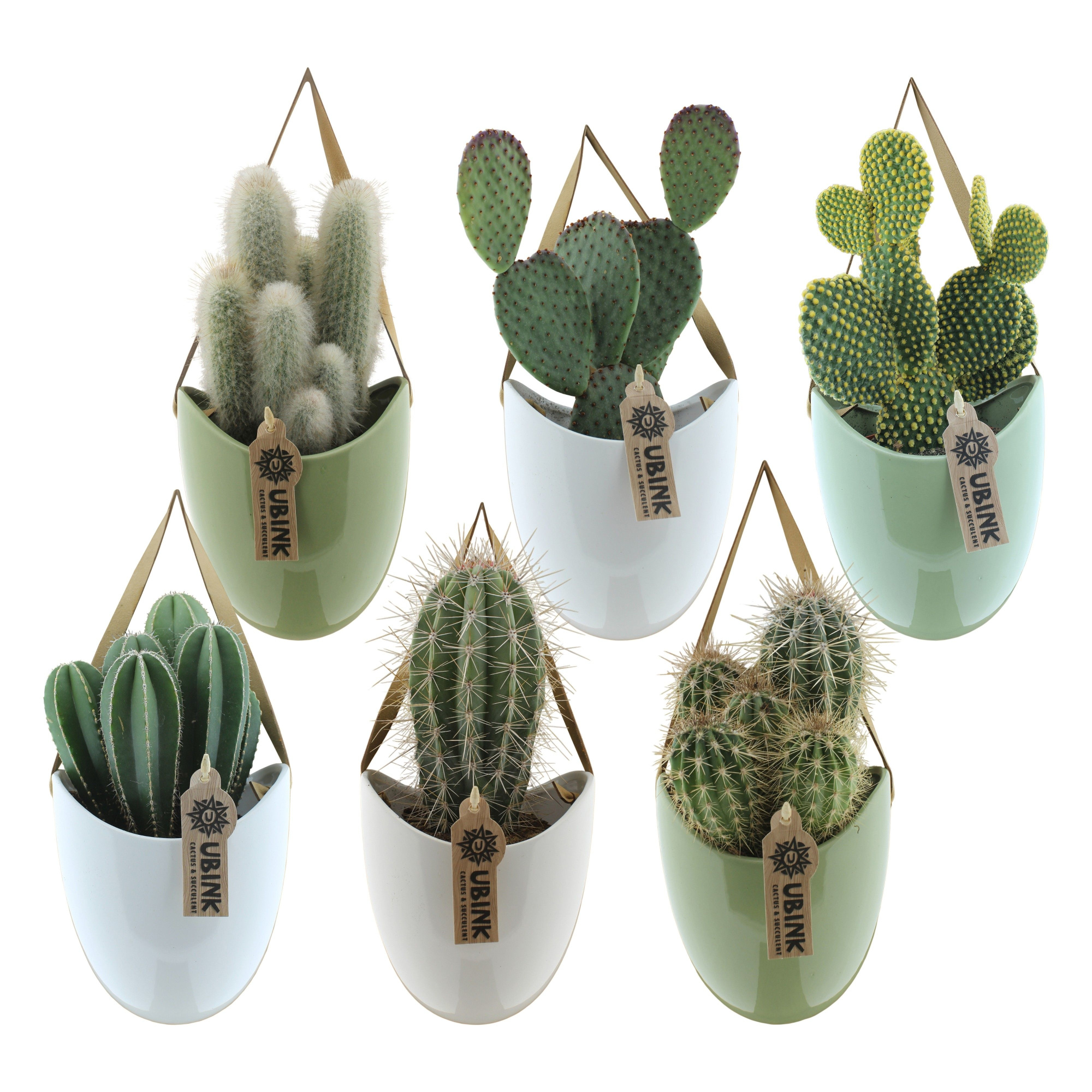 Cactus in hangpot met displaydoosje, D 12