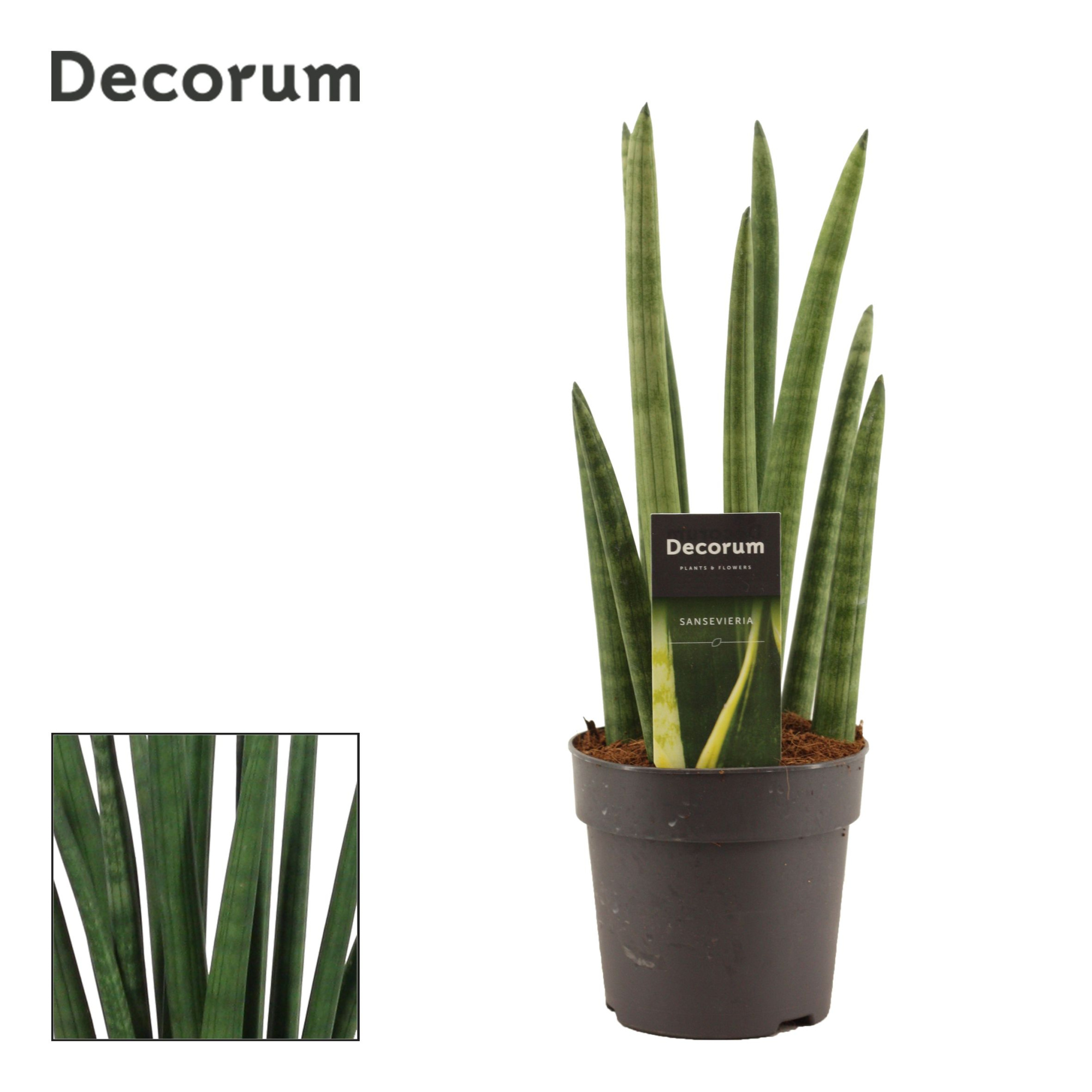 Sansevieria Cylindrica 12 cm Rocket(Decorum), D 12